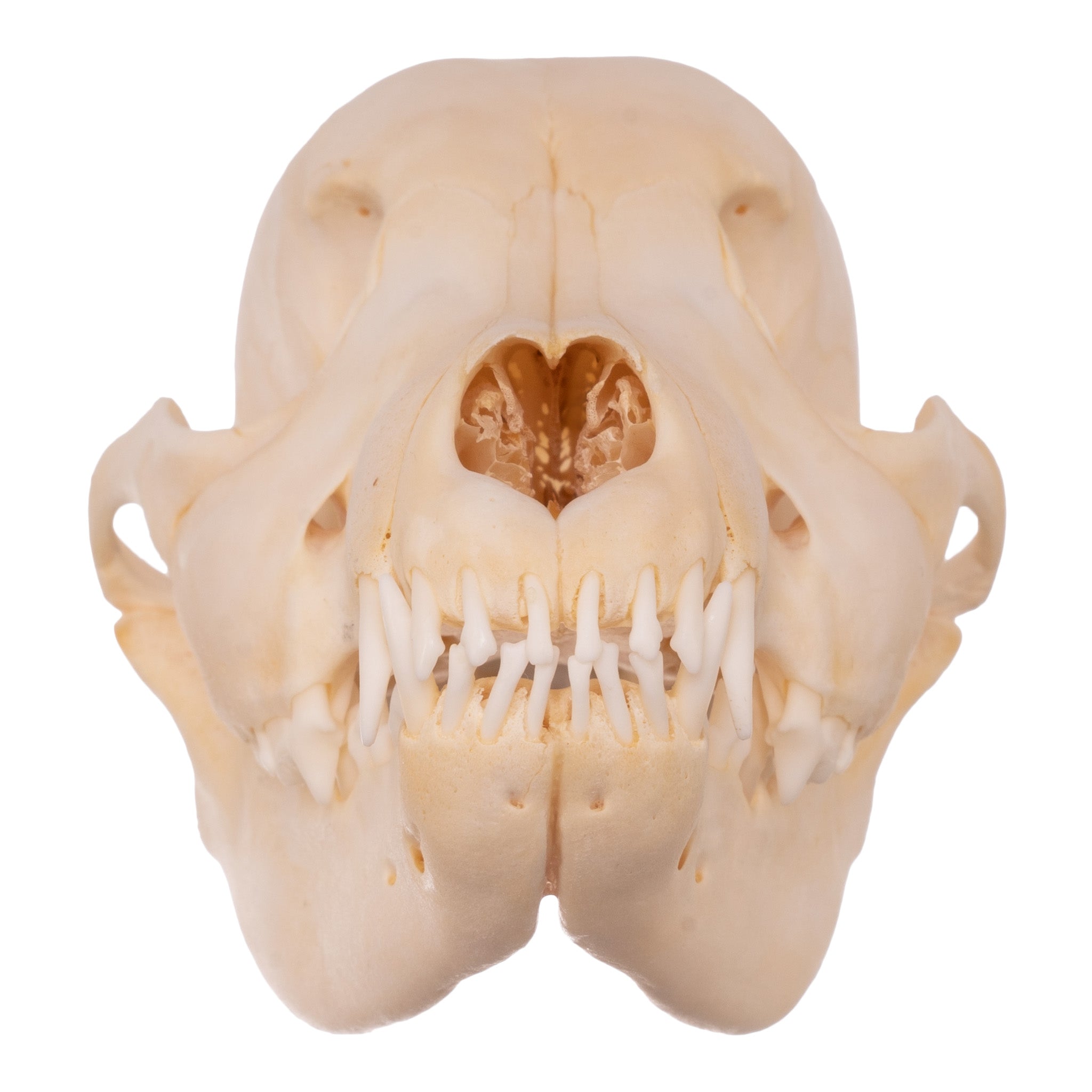 Authentic Real Domestic Dog Skull - Husky Puppy Canine Skull Replica for Veterinary Study, Halloween Decor, and Gothic Collectors
