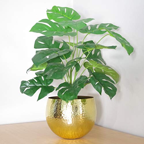Monstera Gold
