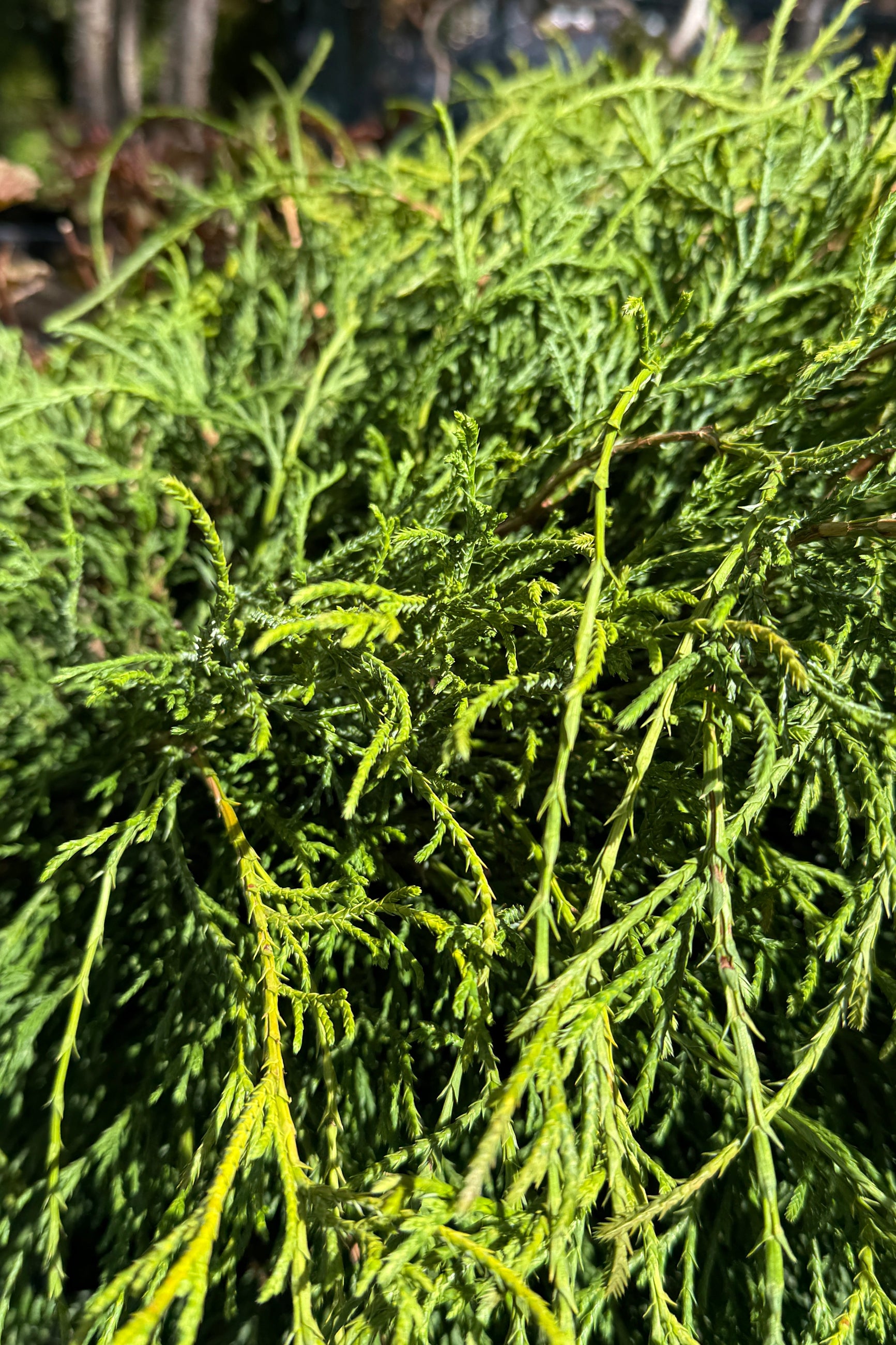 Chamaecyparis pisifera 'Filifera' Golden Threadleaf False Cypress - Live Plant in #6 Pot for Landscaping, Privacy Hedges & Zen Gardens