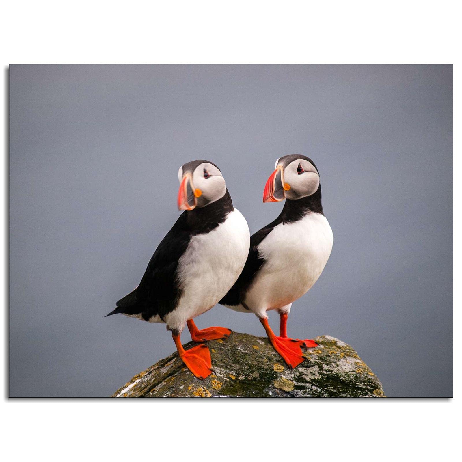 Cute Atlantic Puffin Bird Wildlife Poster - Premium Canvas Print Wall Art (32x24 Inches Framed) for Home & Office Decor - Perfect for Living Room, Bedroom or Gift