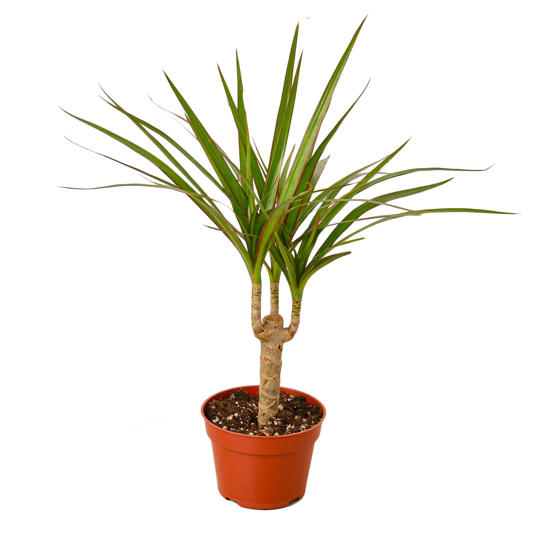 Dracaena Marginata Cane - 4 Inch Live Indoor House Plant | Easy Care Low Light Houseplant | Natural Home Décor & Perfect Gift for Plant Lovers | Free Care Guide Included | Ideal for Offices, Living Rooms & Bedrooms