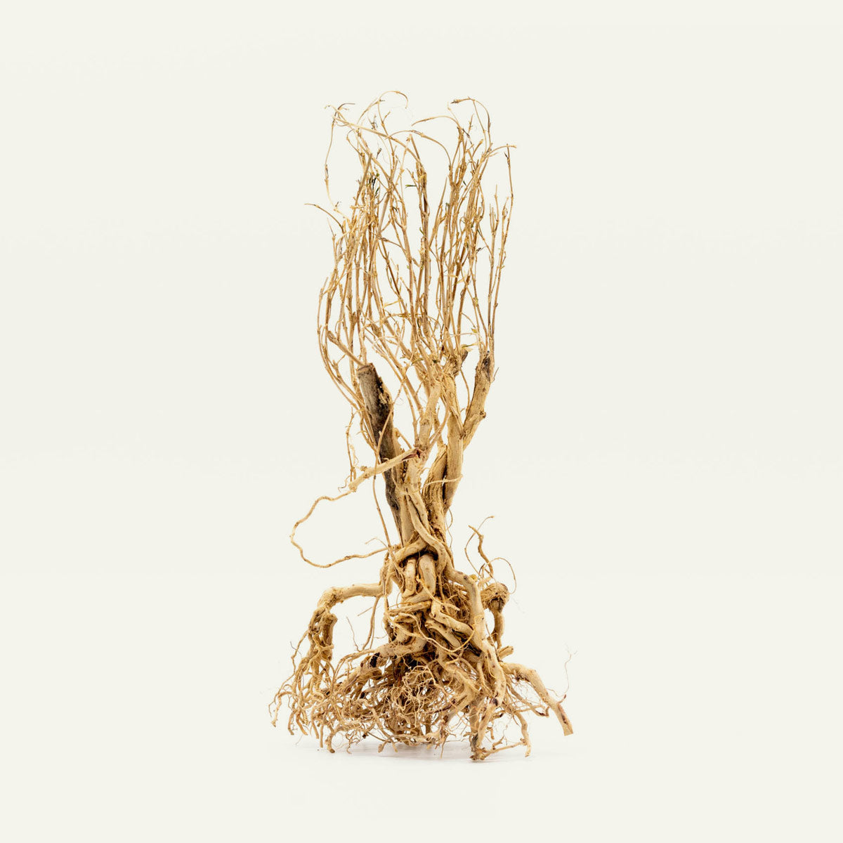 Natural Tangled Tree Root Driftwood for Aquarium Decor - Unique Fish Tank Decoration, Reptile Habitat & Terrarium Design - Perfect for Aquatic Plants and Shrimp Tanks