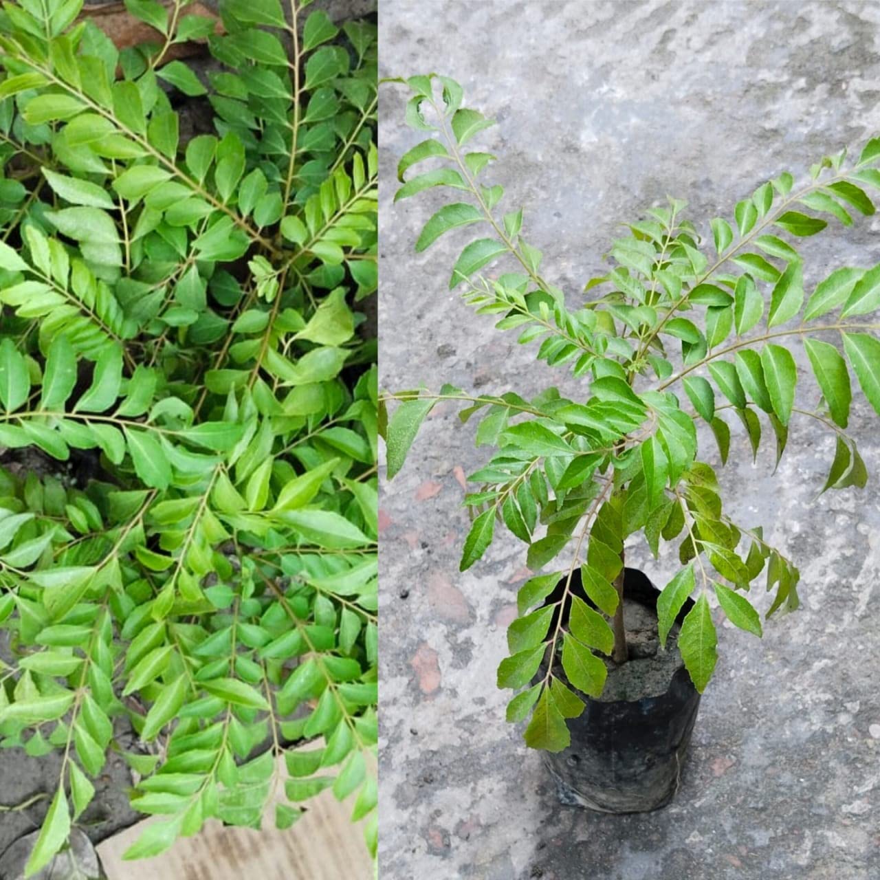 Organic Golden Bloom Curry Leaves Plant - Pack of 1 Live Herb Plant for Cooking, Ayurvedic Remedies & Home Gardening | Fresh Indian Spice for Curry, Soups & Traditional Dishes