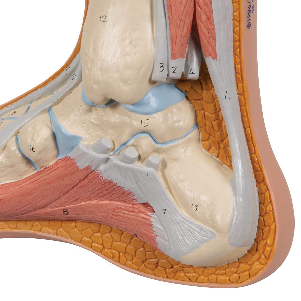 3B Scientific M30 Normal Foot Anatomy Model - 3B Smart Anatomy for Medical Education & Training | Perfect for Classroom, Lab & Clinical Study