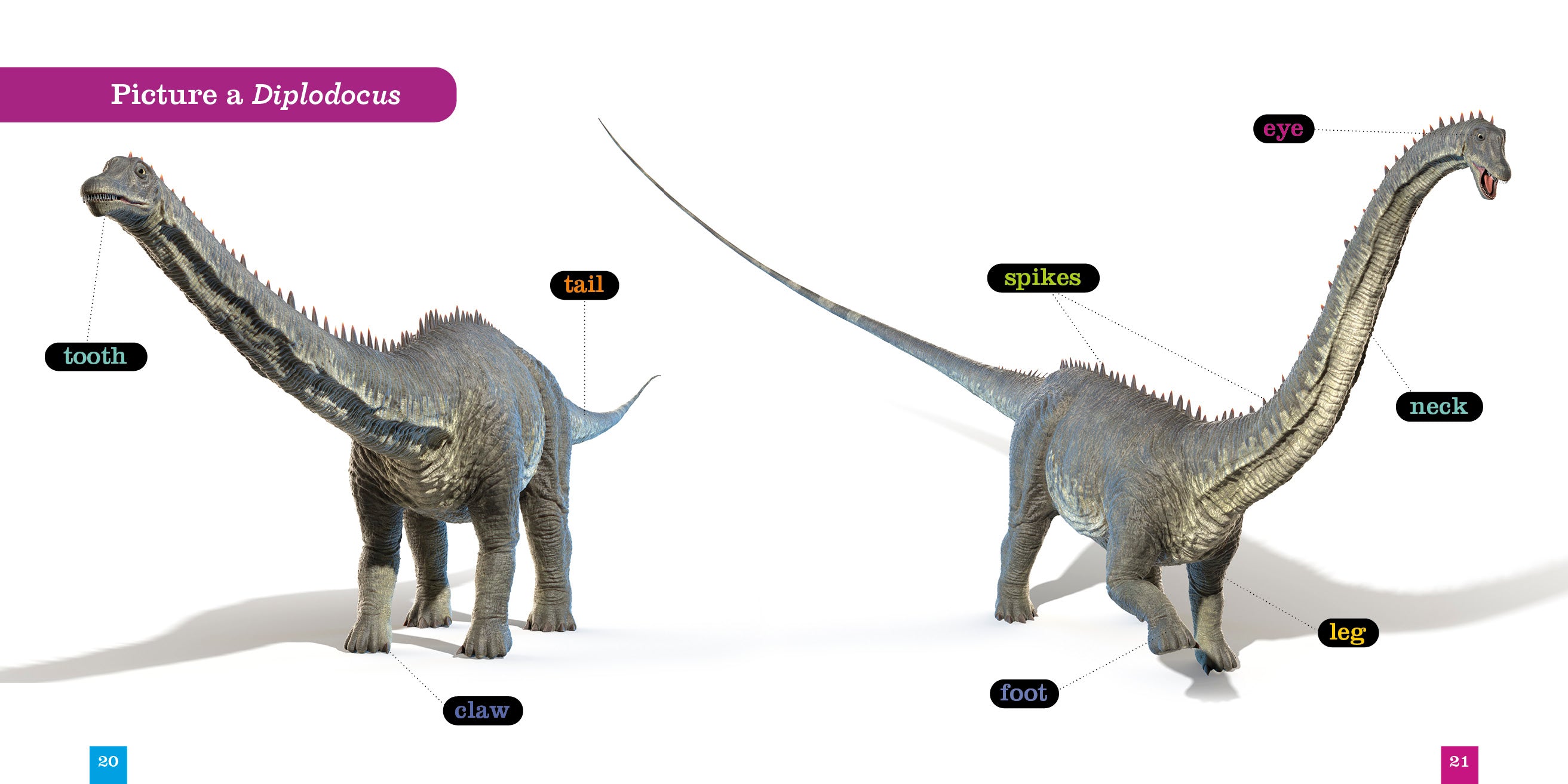Diplodocus Dinosaur Book 9781640265028 - Educational Kids Book for Dinosaur Lovers & School Projects