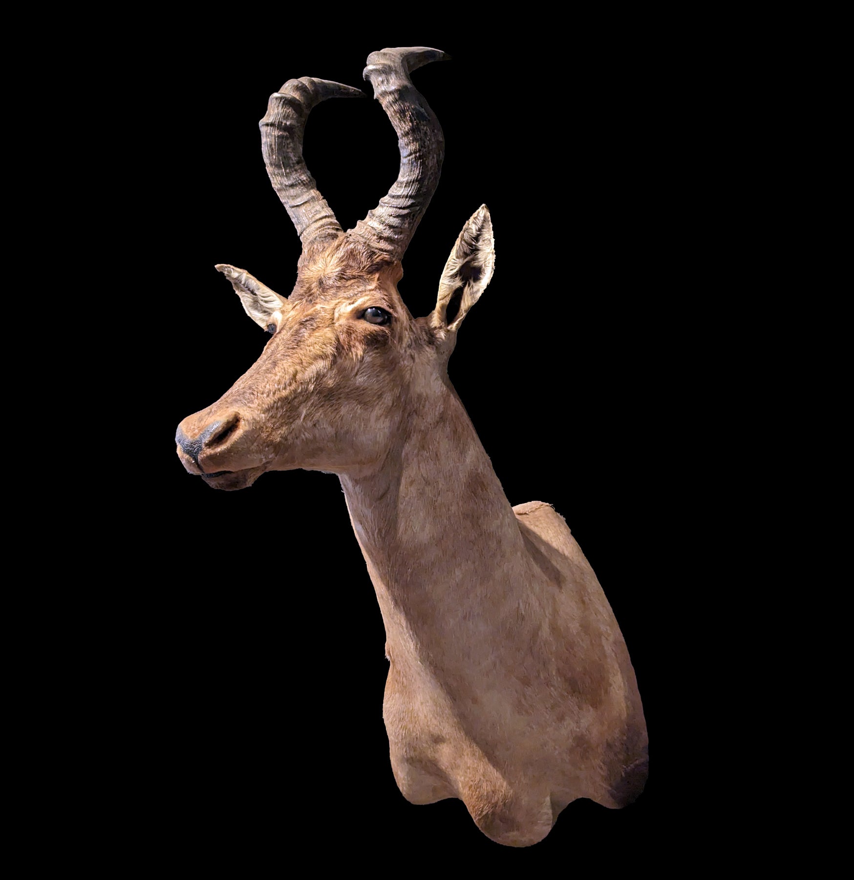 Premium Hartebeest Shoulder Mount Taxidermy - Realistic African Antelope Trophy for Hunting Lodge & Home Decor