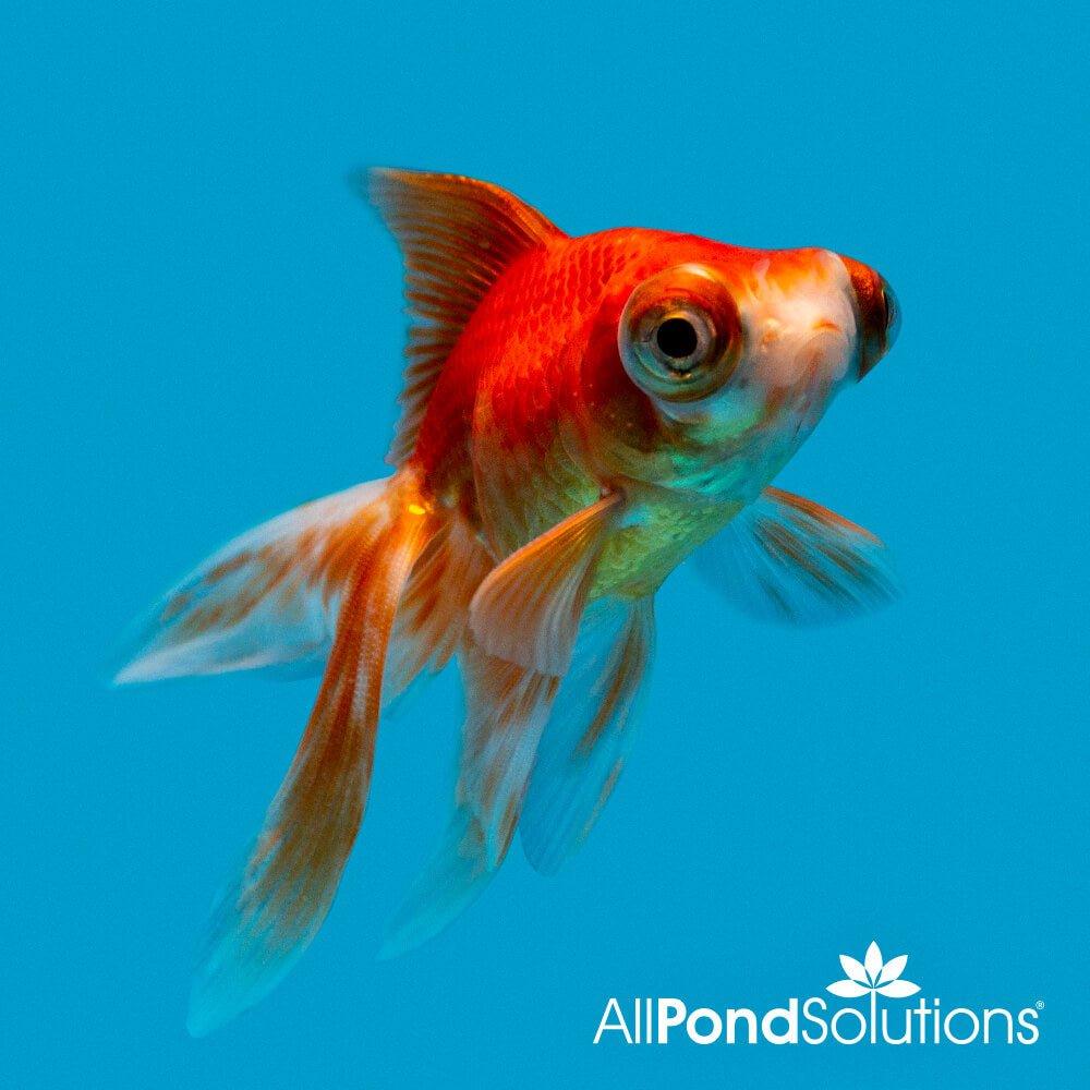 Telescope Eye Goldfish (Carassius auratus) - Unique Fancy Goldfish for Aquariums & Fish Tanks | Perfect for Home Decor & Aquatic Hobbyists