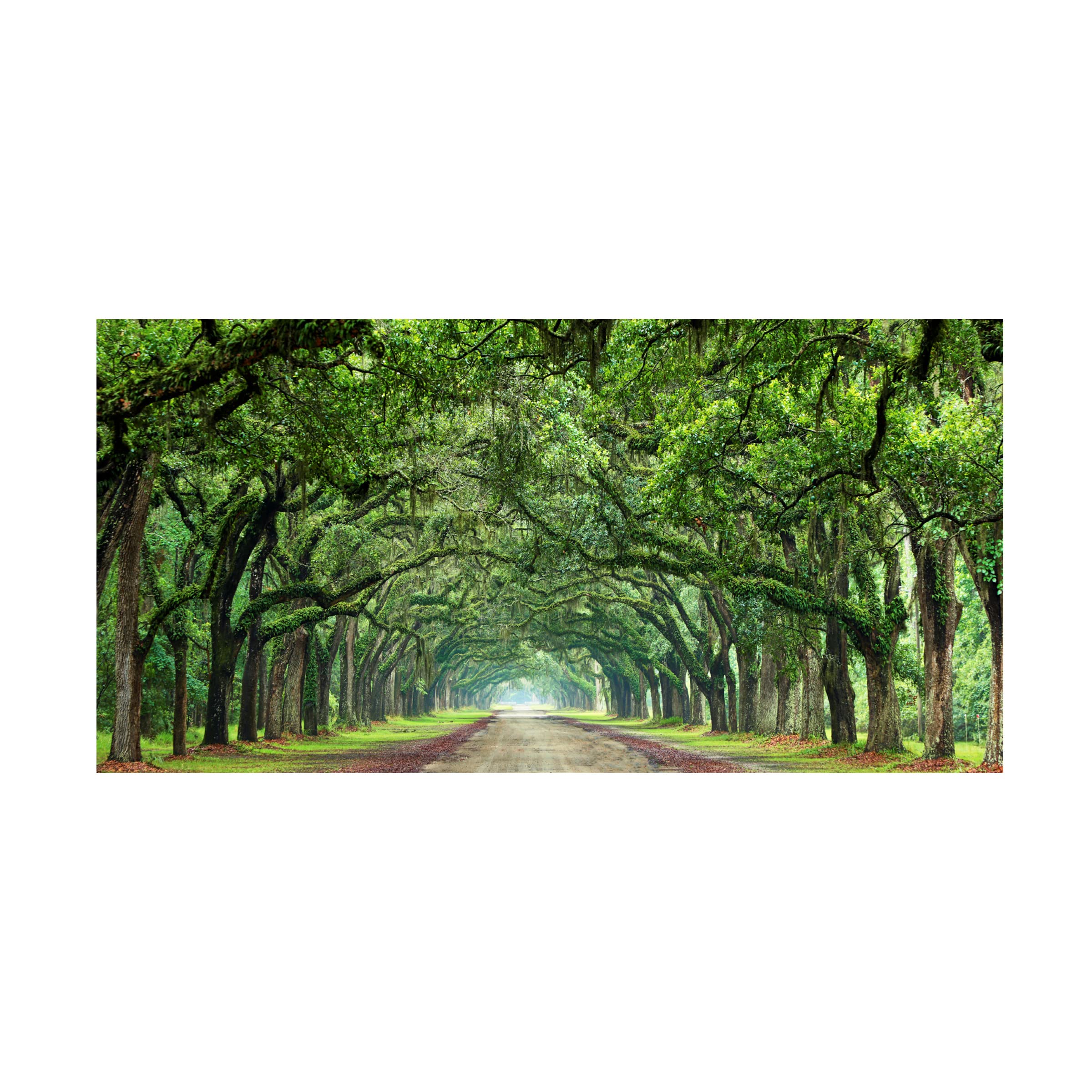 James McLoughlin 'Canopy Road Panorama VI' 12x24 Canvas Wall Art Print - Landscape Nature Painting for Living Room, Bedroom & Office Decor