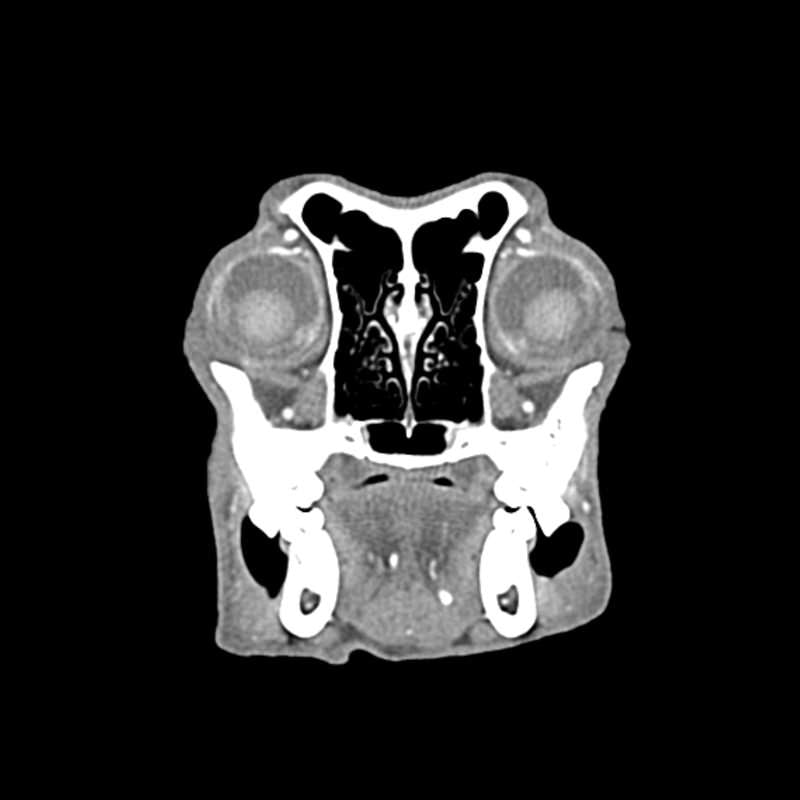 Dog Head Phantom for CT Scan & X-Ray Training - Veterinary Radiology Practice, Medical Education, and Diagnostic Imaging Simulation