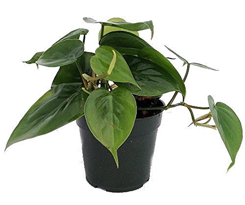 Heart Leaf Philodendron Live Plant - Easy to Grow Indoor Houseplant in 4