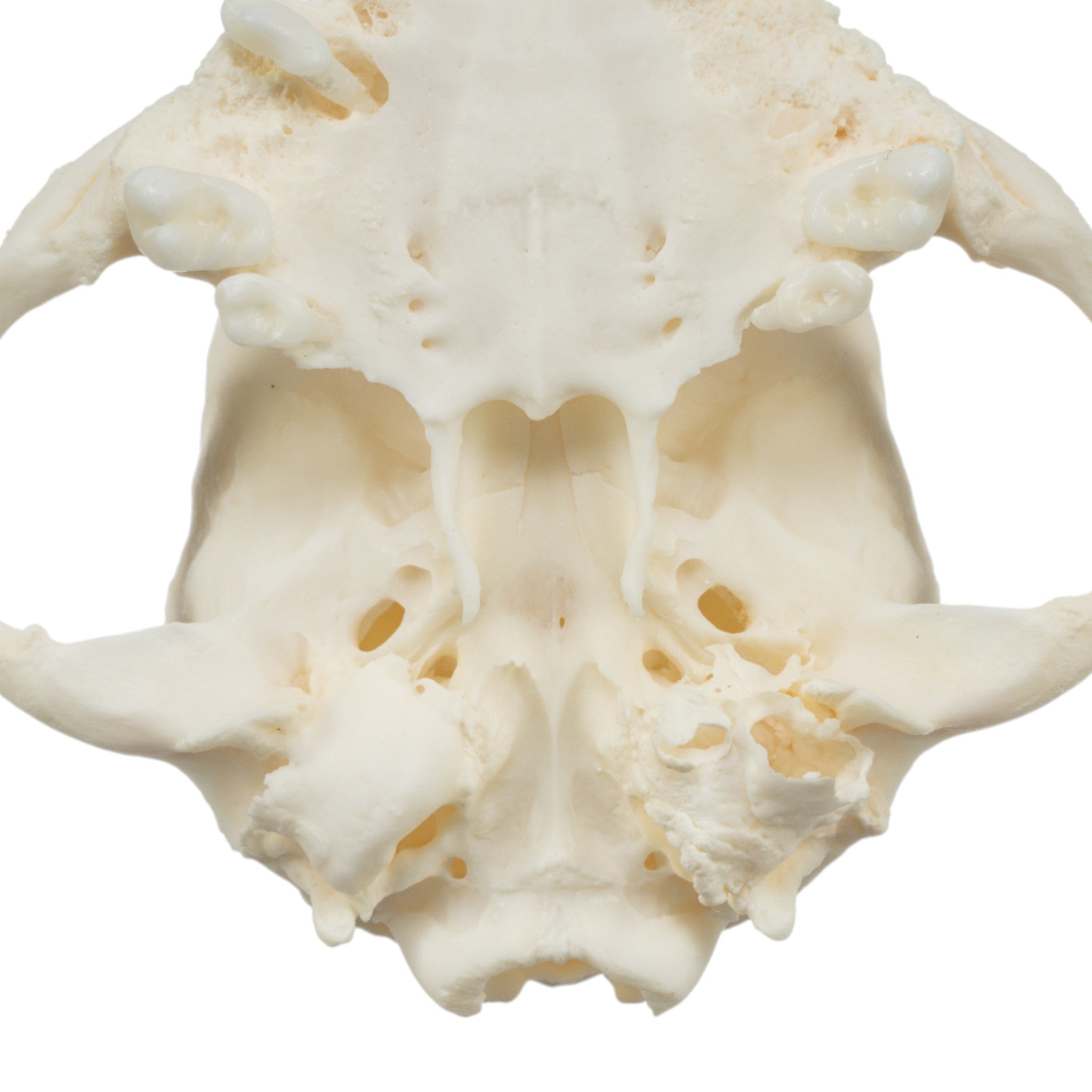 Authentic Pug Dog Skull with Periodontal Details - Realistic Canine Anatomy Specimen for Veterinary Study, Halloween Decor, and Oddity Collectors