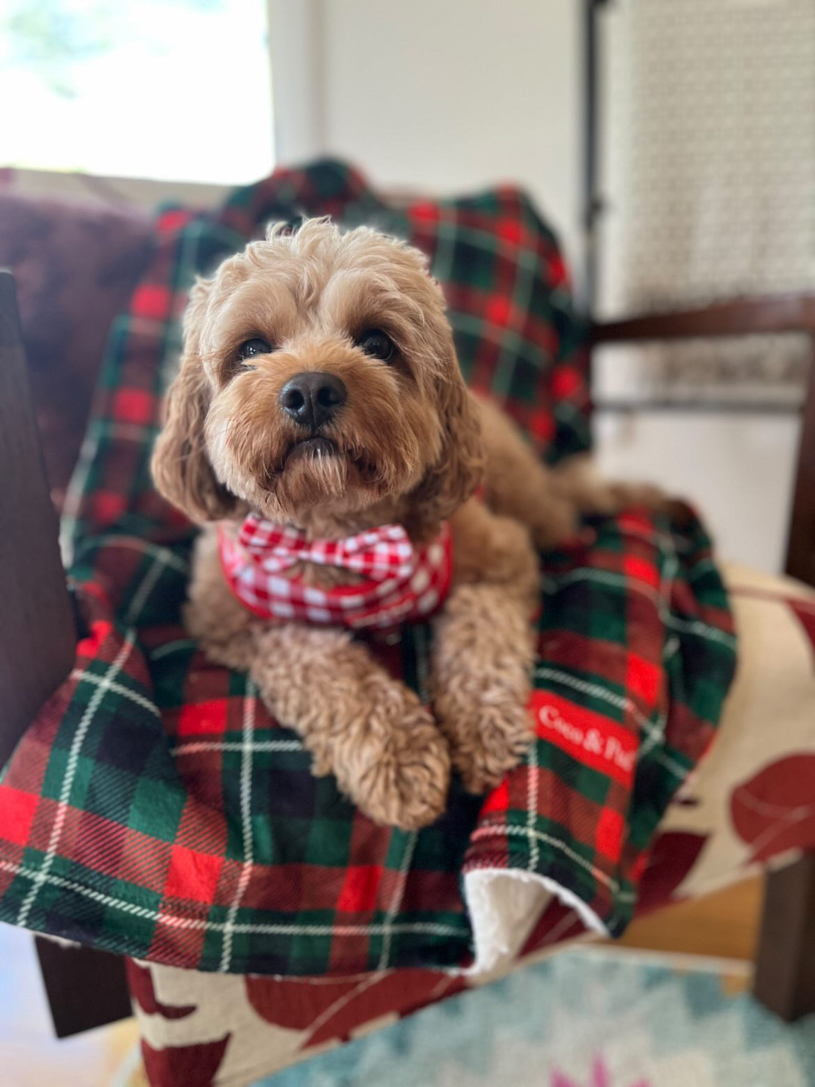 Premium Highland Hound Luxury Blanket - Ultra Soft & Warm Fleece Throw for Dogs - Perfect for Beds, Couches & Travel Use