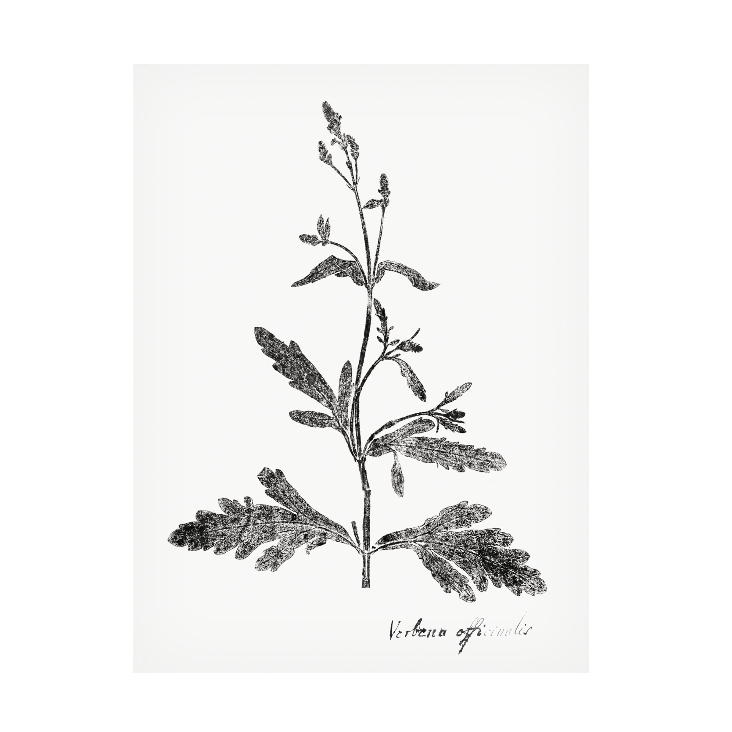 Trademark Fine Art 'Botanical Imprint III' Canvas Wall Art Print by Vision Studio - Nature Inspired Home Decor for Living Room, Bedroom & Office