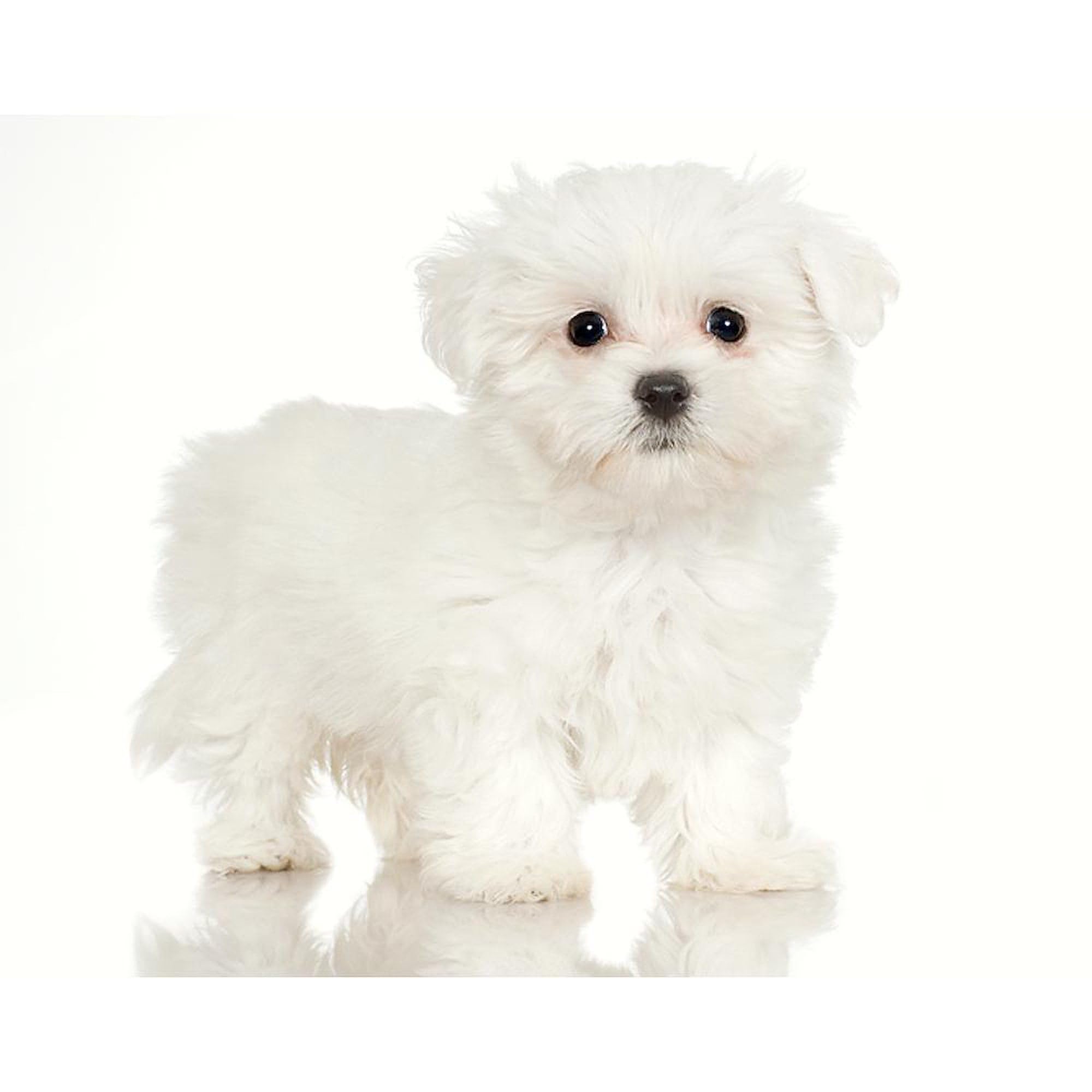Maltese Dog Coffee Mug 15 oz (444 ml) Ceramic Cup - Perfect for Tea, Hot Chocolate & Coffee Lovers - Great Gift for Maltese Dog Owners & Pet Lovers