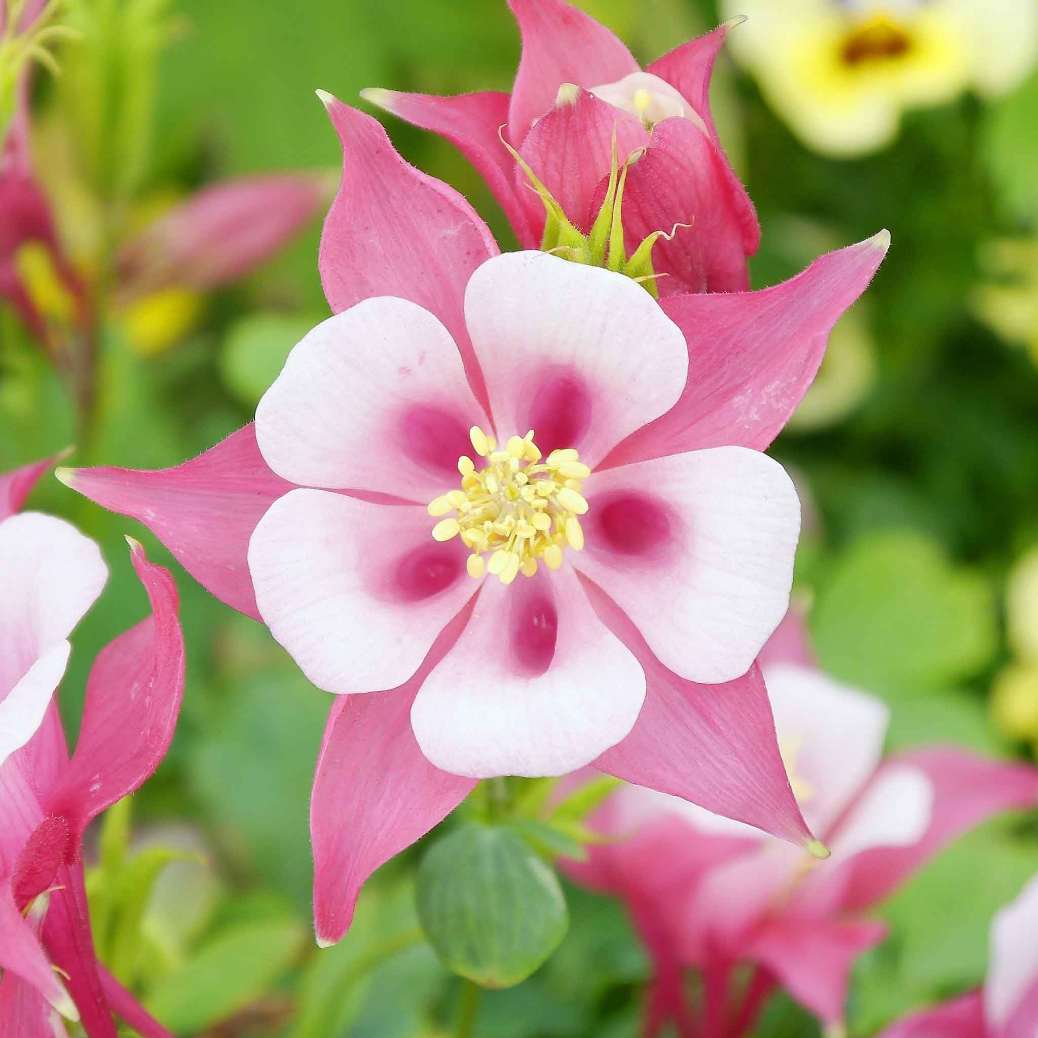 Eden Brothers Columbine Seeds - Rose Star | Aquilegia Flower Seeds for Garden Planting | Perfect for Borders, Rock Gardens & Cut Flower Arrangements
