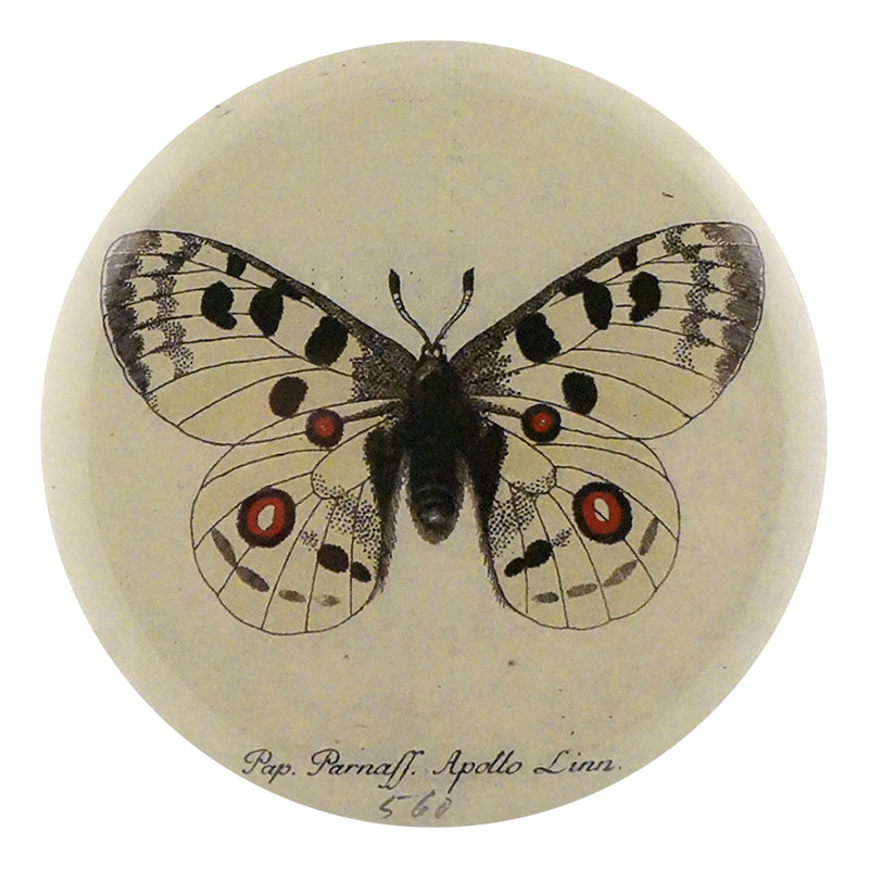 Apollo Butterfly Wall Art - Handmade Butterfly Decor for Home & Office - Perfect for Living Room, Bedroom, and Wedding Decorations