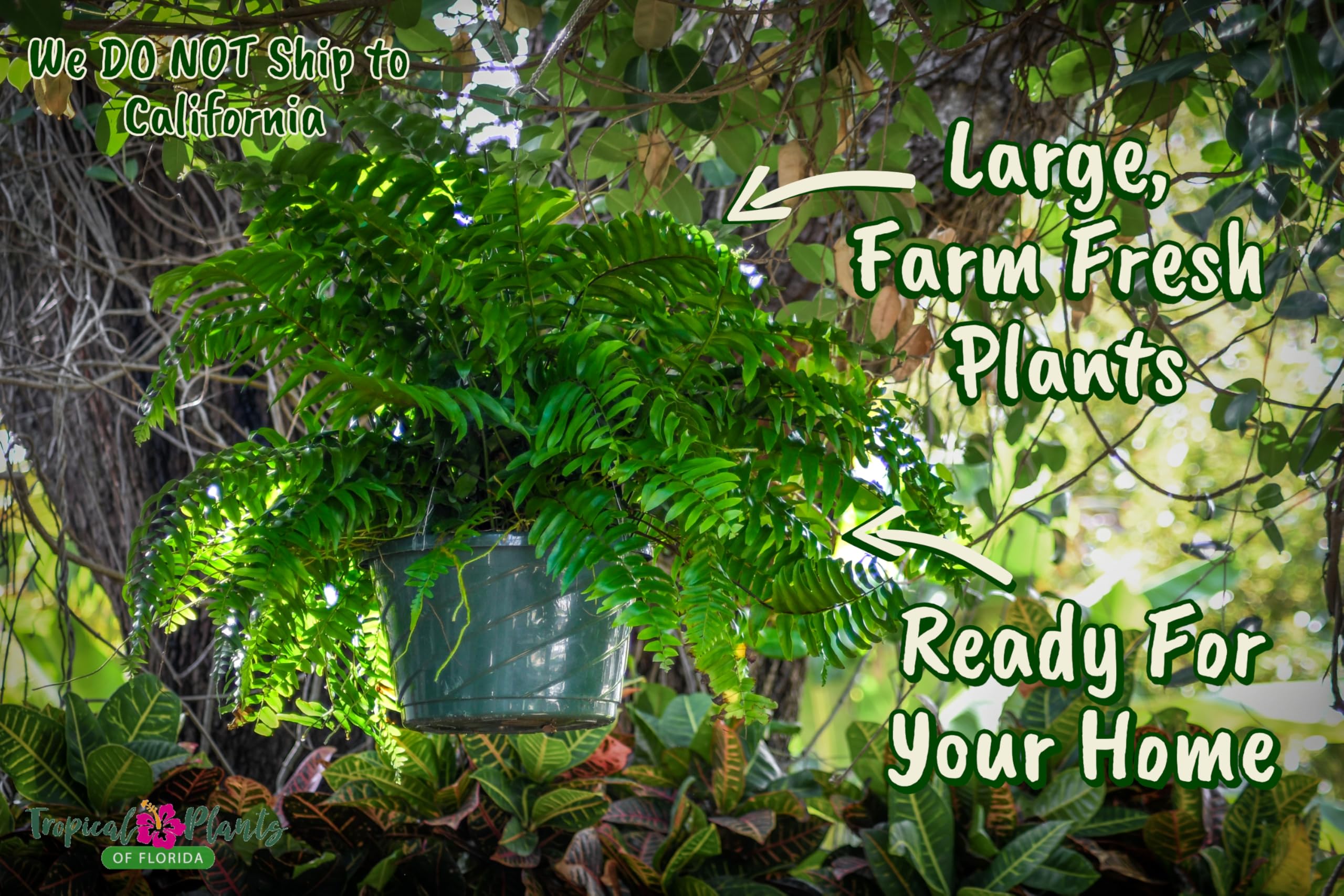 Live Boston Fern Hanging Basket Plant - 10