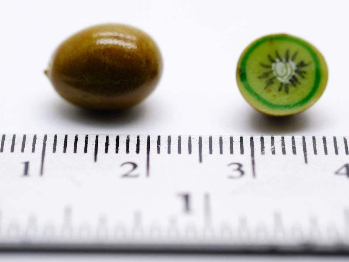 24 Pcs Handmade Kiwi Dollhouse Miniatures - Miniature Toys & Kitchen Food Accessories for Doll House, DIY Crafts, and Collectors - Perfect for Dollhouse Decor, Miniature Scenes, and Creative Play