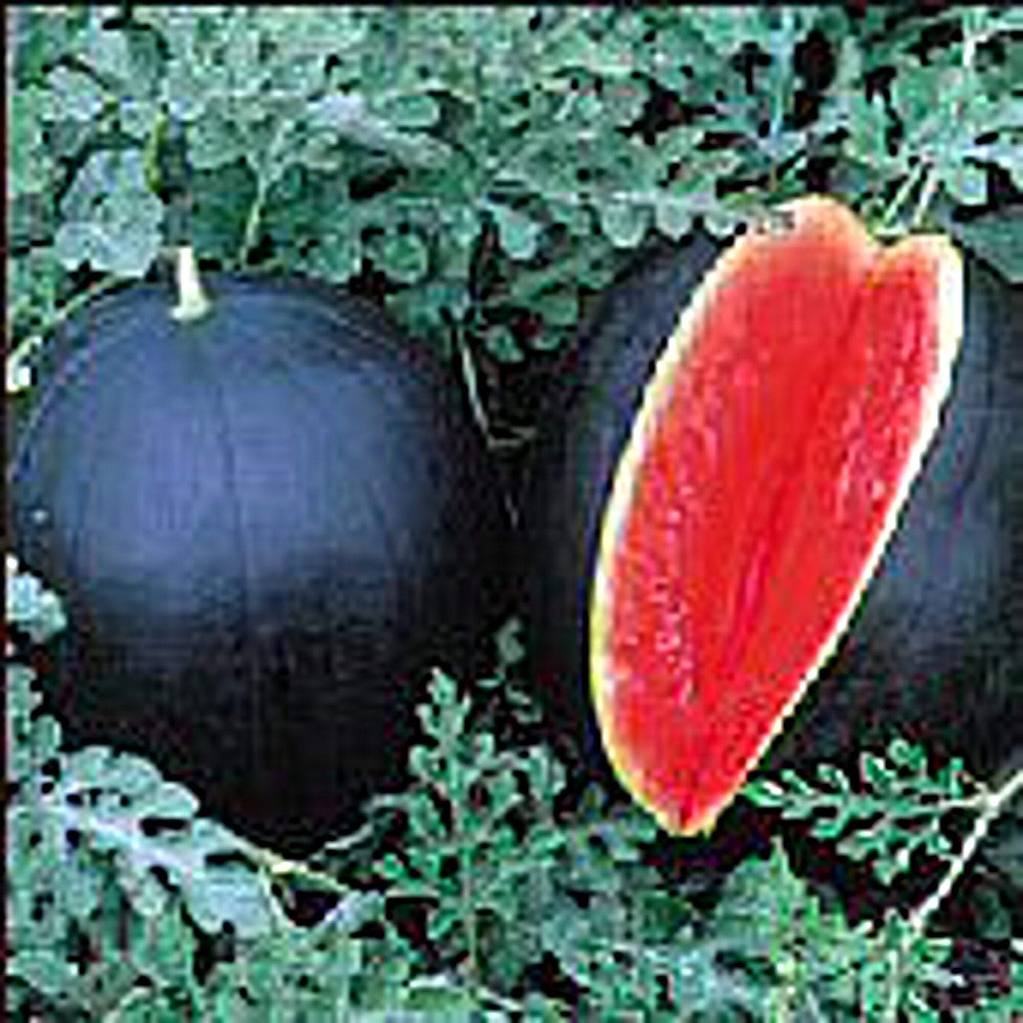 Blacktail Mountain Watermelon Seeds - 25+ Non-GMO Heirloom Seeds for Home Gardening | Perfect for Vegetable Patches, Fruit Gardens & Organic Farming