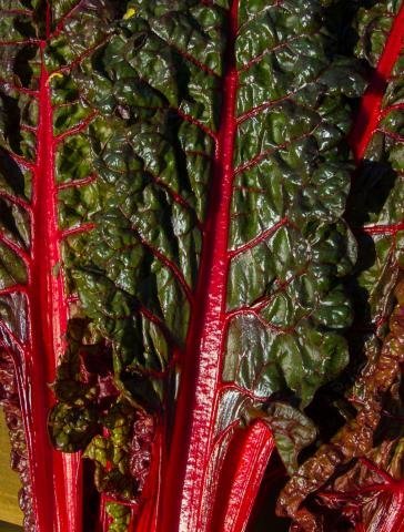 Bulk Organic Ruby Red Chard Seeds (5 LB) - Non-GMO, Heirloom Vegetable Seeds for Home Gardening, Farming & Hydroponics - Perfect for Salads, Smoothies & Healthy Eating