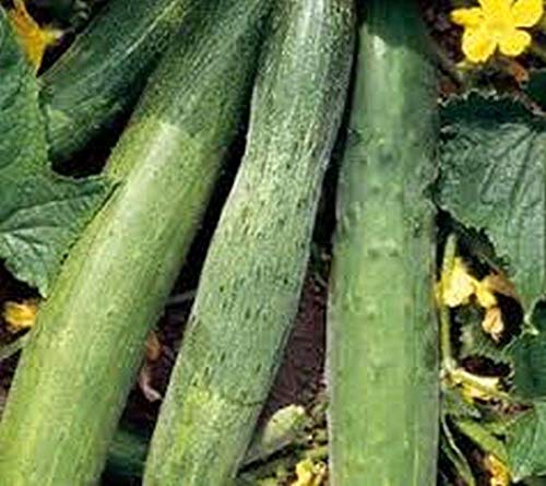 Chinese Snake Cucumber Seeds - 100 Count, Long 12-20 Inch Cucumbers with High Yield | Perfect for Fresh Salads, Pickling, and Asian Cuisine