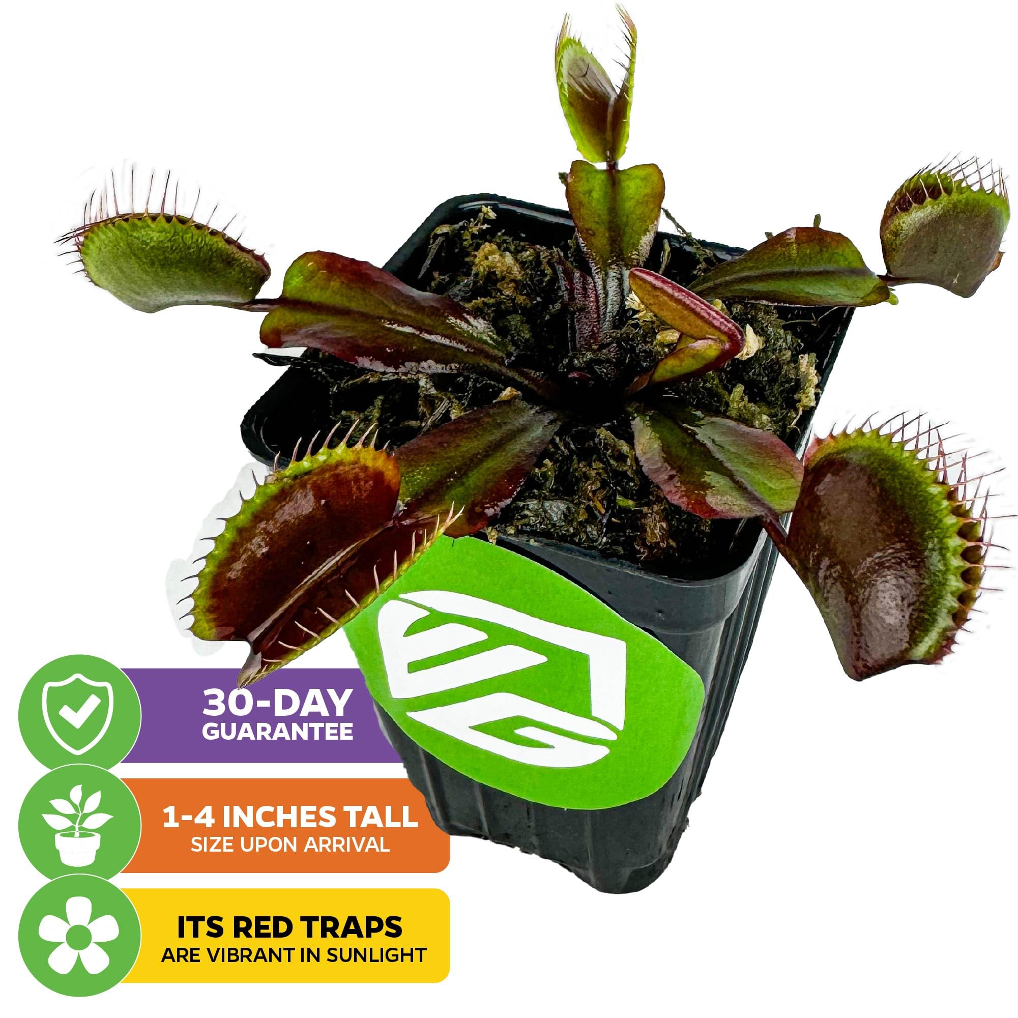 Red Dragon Venus Fly Trap Live Plant (Dionaea Muscipula) - Rare Carnivorous Plant for Home & Garden - Unique Red Trap Starter Plant by Wellspring Gardens - Perfect for Terrariums, Windowsills & Insect Control