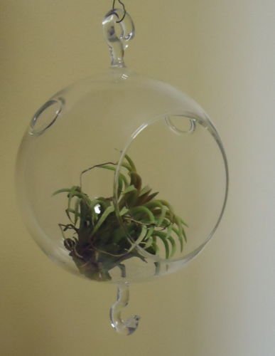 4.5 Inch Glass Plant Orb Terrarium with Double Hook - Perfect for Hanging Succulents, Air Plants & Home Decor