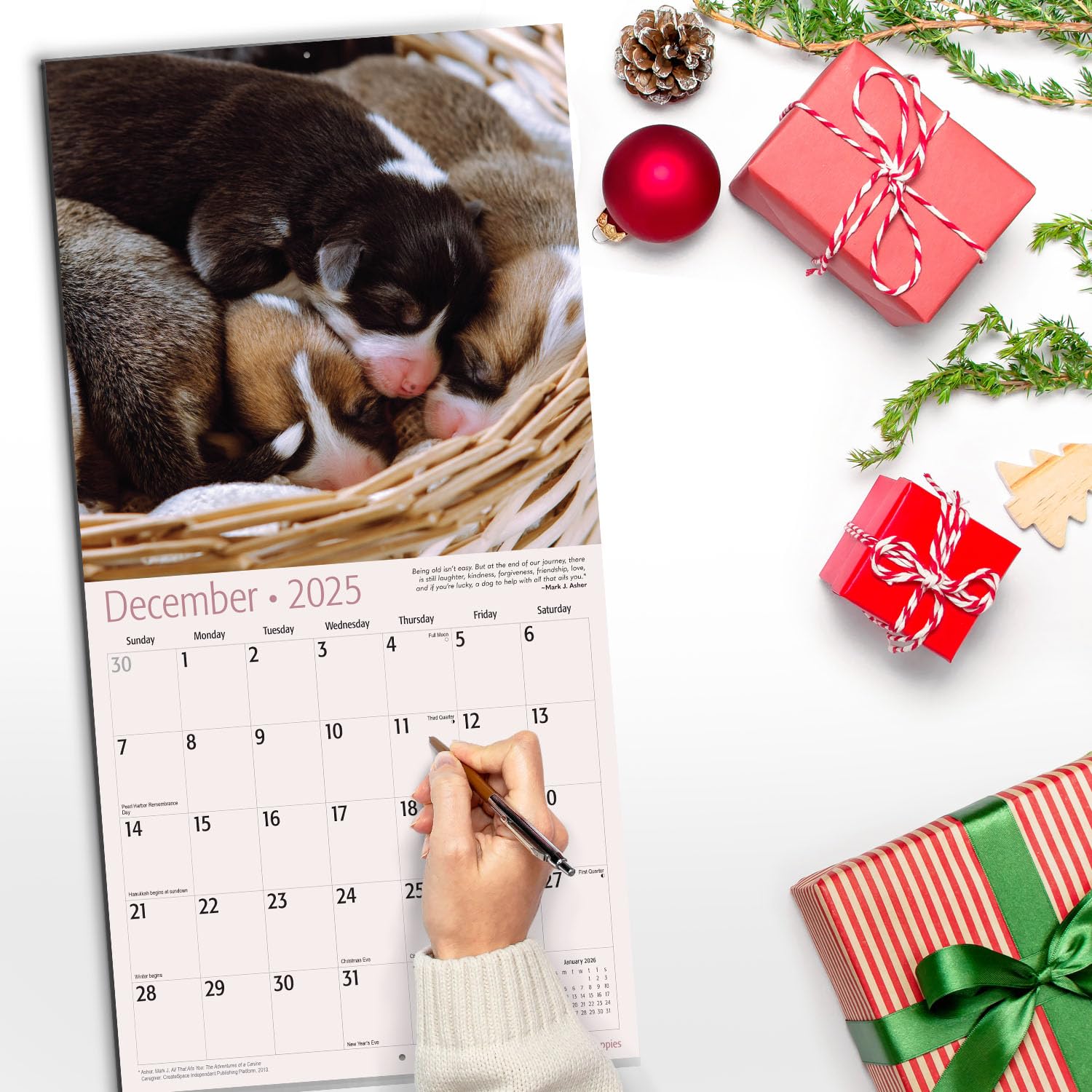 RED EMBER Pooped Puppies 2025 Wall Calendar - 12 Month Funny Dog Calendar with Thick Sturdy Paper (12
