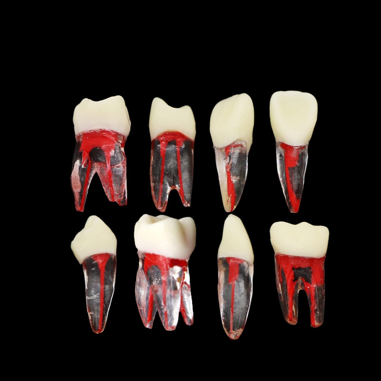 8Pcs Dental Root Canal Model Endodontic File Kit for RCT Practice, Teaching & Study - Perfect for Dental Students, Professionals & Training Clinics