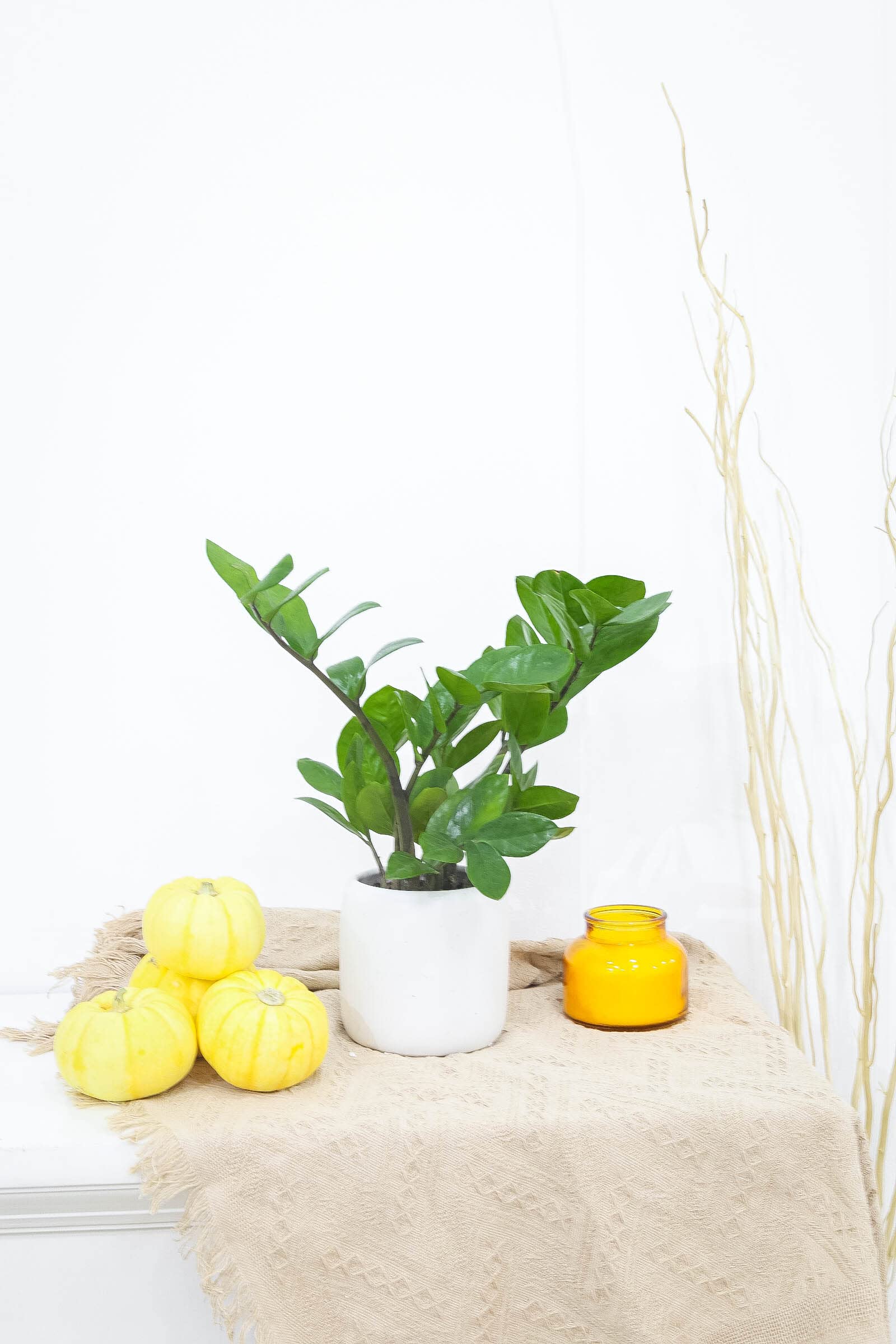 ZZ Plant (4