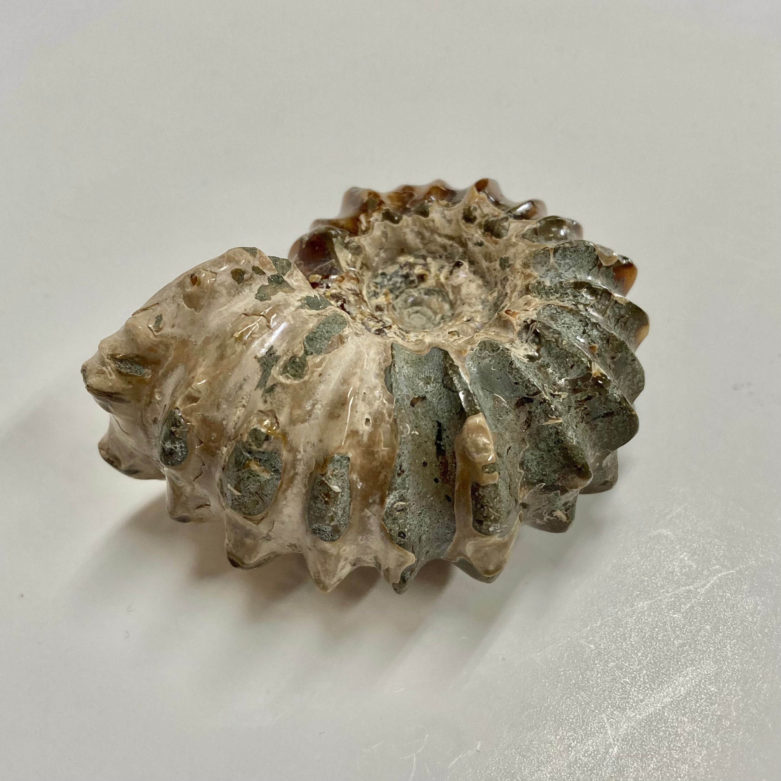 Authentic Ammonite Fossil - Douvilleiceras sp. - Premium Natural Collectible for Home Decor, Meditation & Healing Crystals - Perfect for Geology Enthusiasts & Spiritual Practitioners