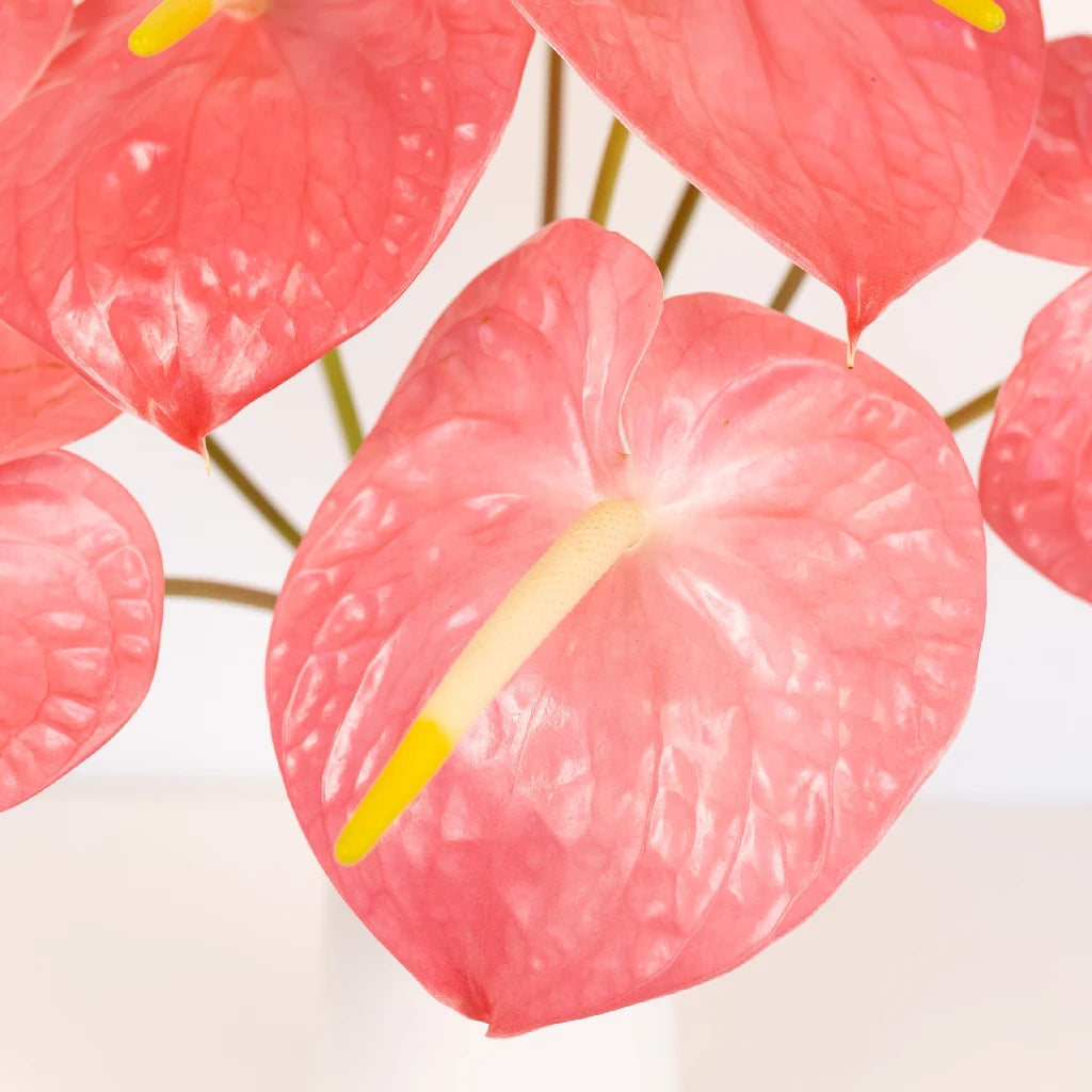 Anthurium Summer Crush Blush Tropical Flower - Live Exotic Houseplant for Home & Office Decor - Perfect for Gifts, Weddings, and Tropical-Themed Events