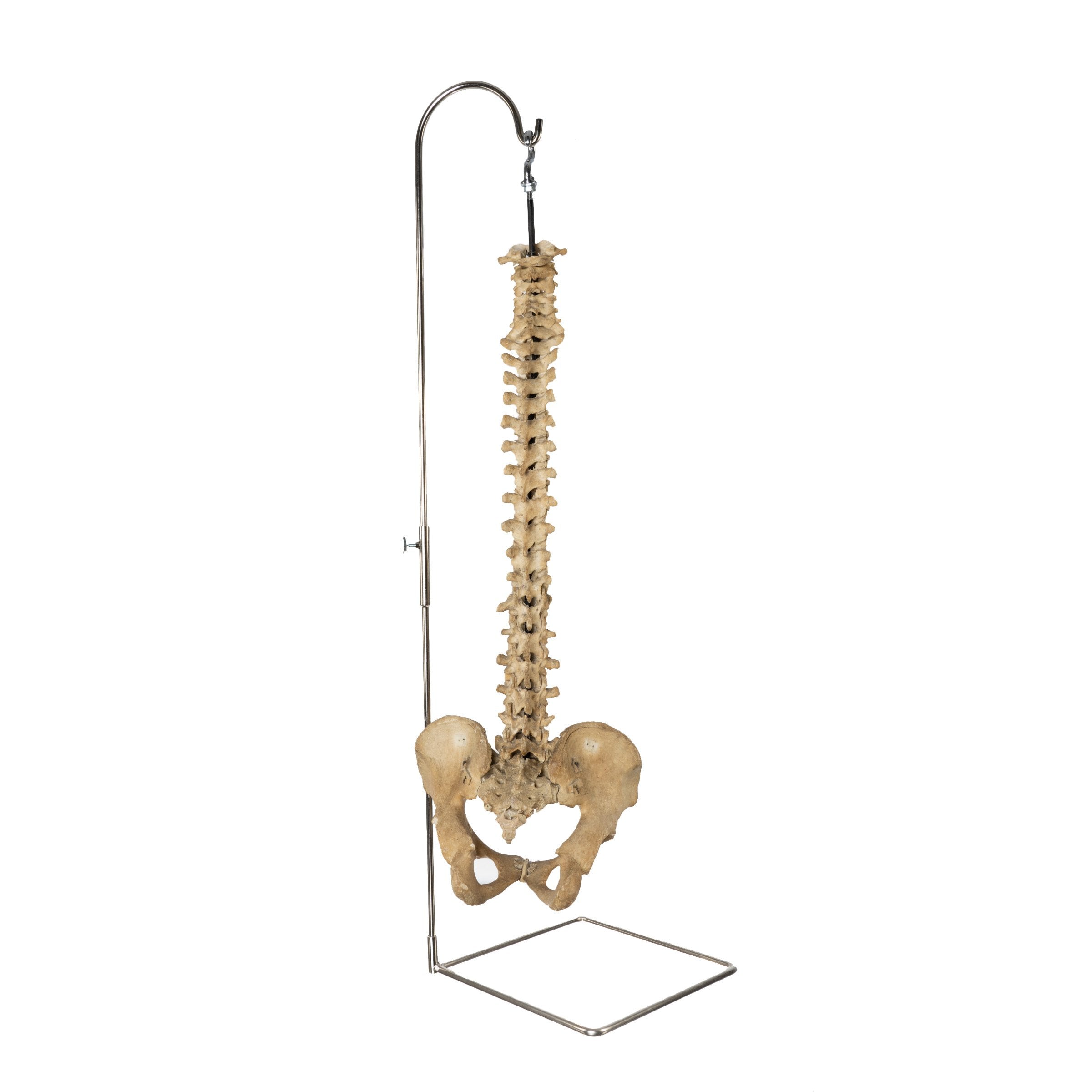 Authentic Human Spine, Sacrum & Pelvis Model with Stand - Perfect for Medical Education, Anatomy Study & Classroom Demonstrations