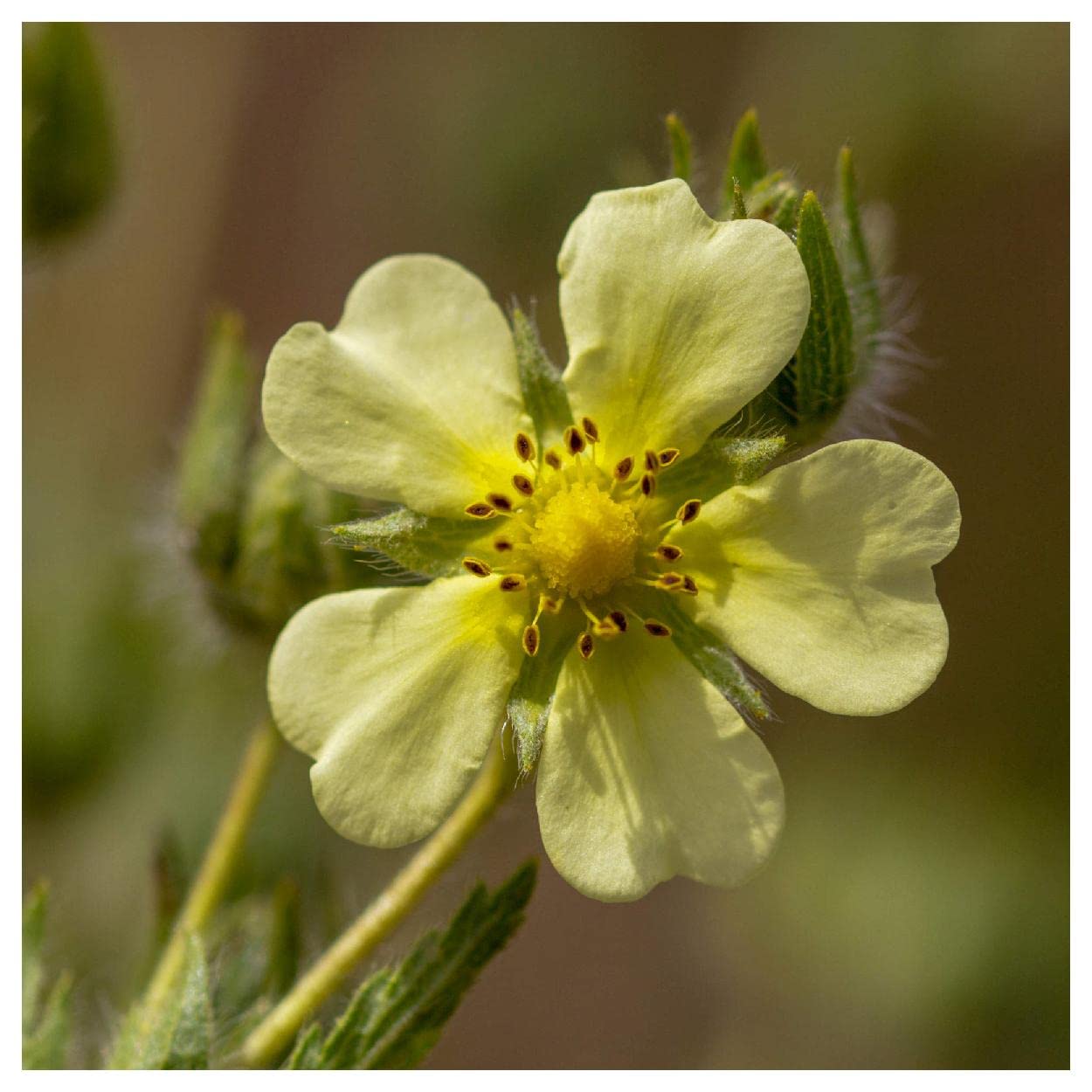 Everwilde Farms - 2000 Prairie Cinquefoil Native Wildflower Seeds - Gold Vault Jumbo Seed Packet for Pollinator Gardens & Landscaping