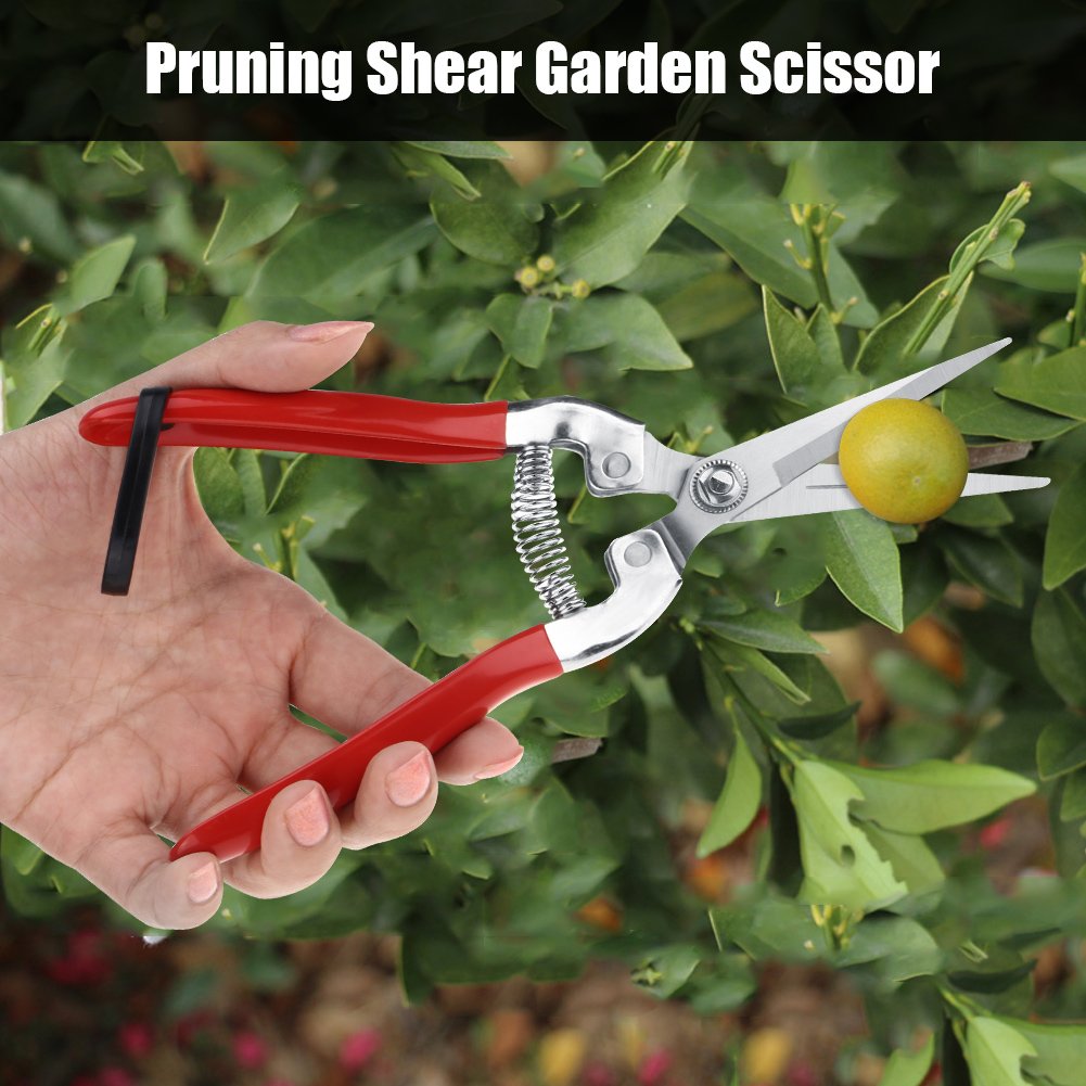 Sturdy Stainless Steel Pruning Shears for Gardening, Fruit Trees & Bonsai