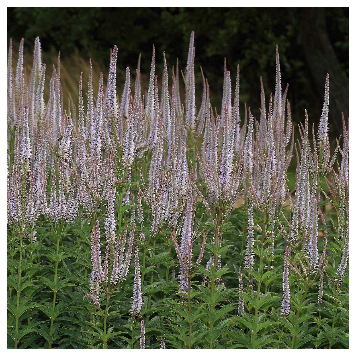 Everwilde Farms - 2000 Culver's Root Native Wildflower Seeds - Gold Vault Seed Packet for Pollinator Gardens & Natural Landscaping