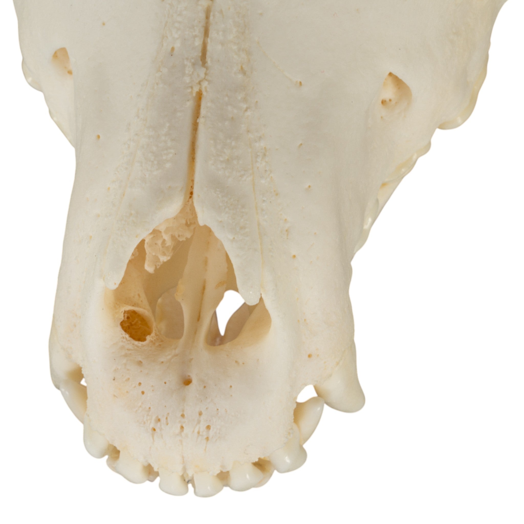 Authentic Rottweiler Dog Skull - Real Domestic Canine Skull for Veterinary Study, Halloween Decor, and Taxidermy Collectors