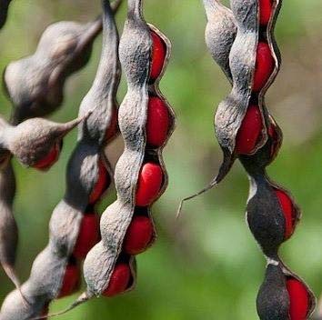 35pcs Texas Mountain Laurel Seeds (Sophora secundiflora) - Mescal Bean Plant for Landscaping, Xeriscaping & Drought-Tolerant Gardens