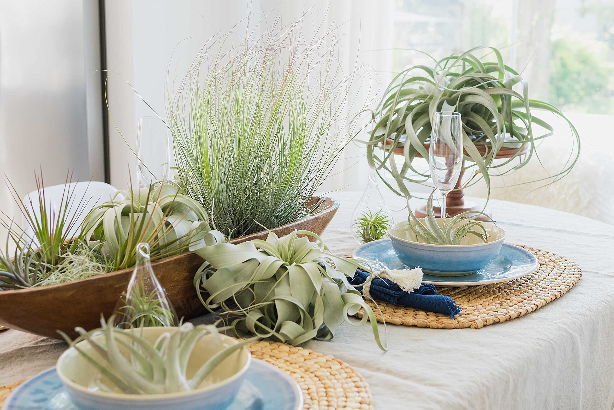 6 Pack Large Xerographica Air Plants 5-7 Inch Wide - Live Tillandsia Succulent House Plants for Terrariums, Home & Office Decor - Easy Care Indoor/Outdoor Air Plants (Wholesale Available) - Perfect for Gifts, Weddings & DIY Projects