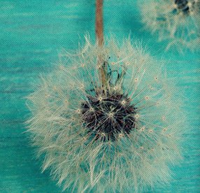 Three Wishes