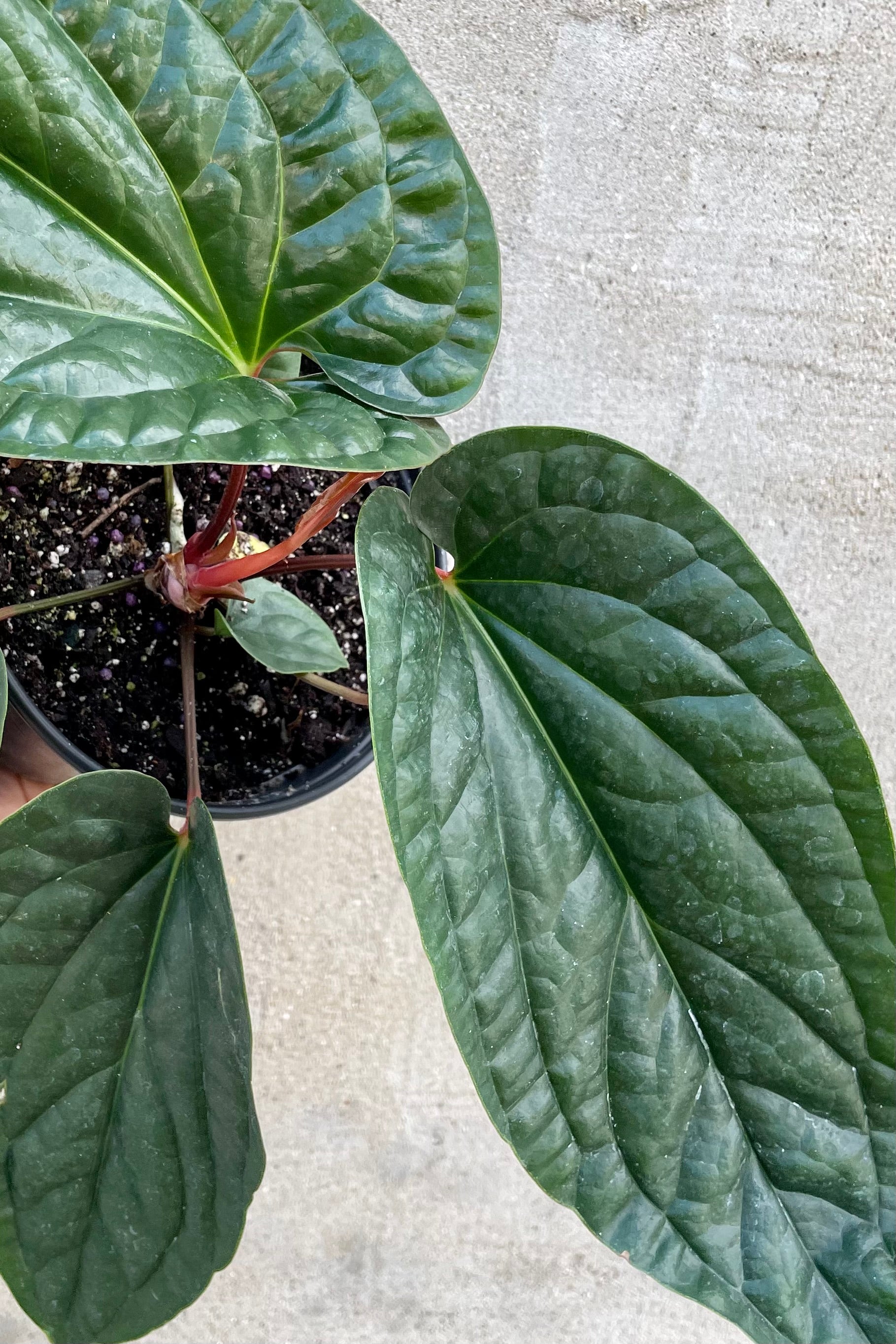 Anthurium Radicans x Luxurians Hybrid - Rare Tropical Houseplant for Home & Office Decor - Perfect for Indoor Gardens, Terrariums, and Plant Collections