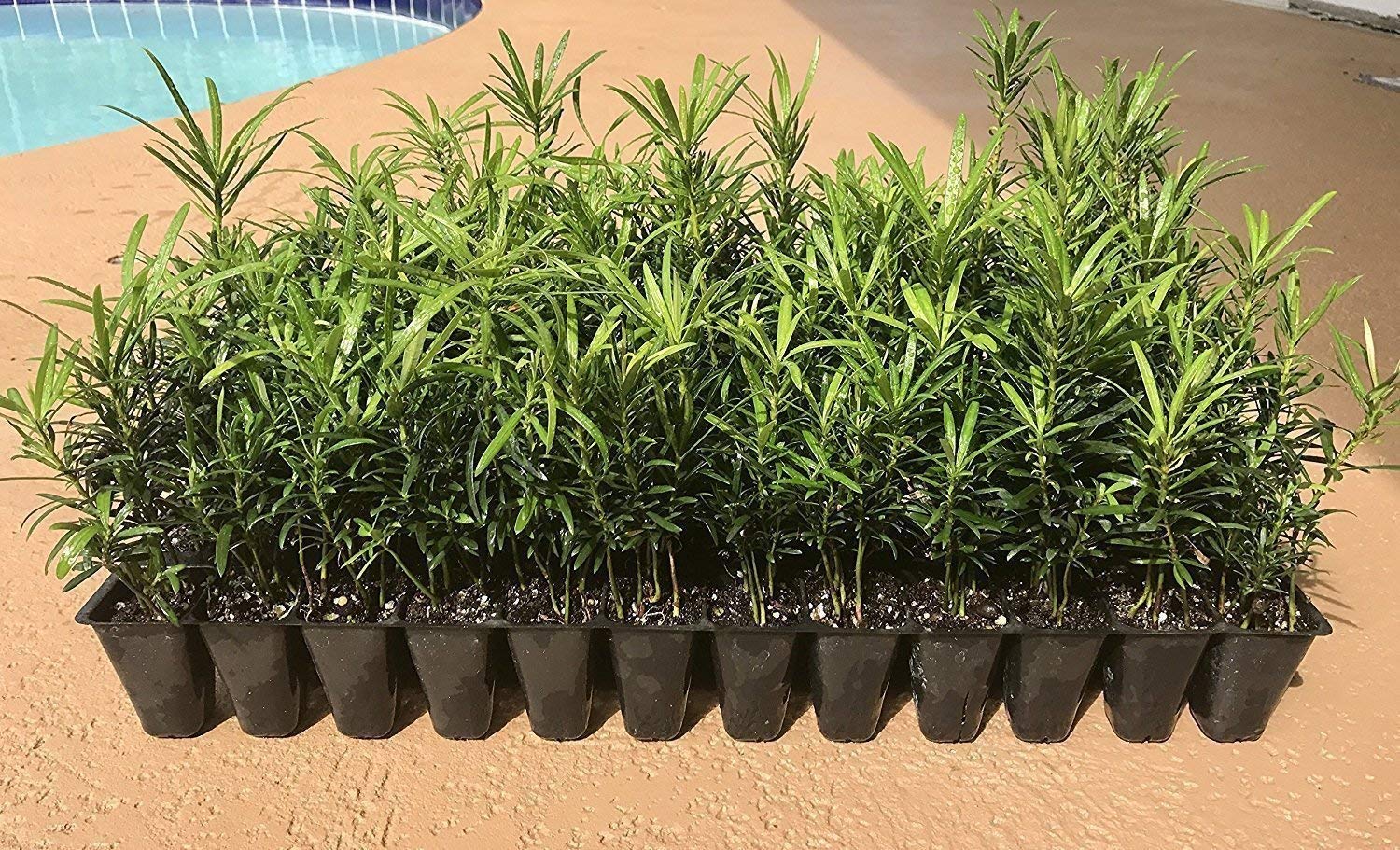 Podocarpus Macrophyllus Japanese Yew - 60 Live Plants in 2 Inch Pots - Evergreen Privacy Hedge for Landscaping, Garden Borders & Outdoor Screening
