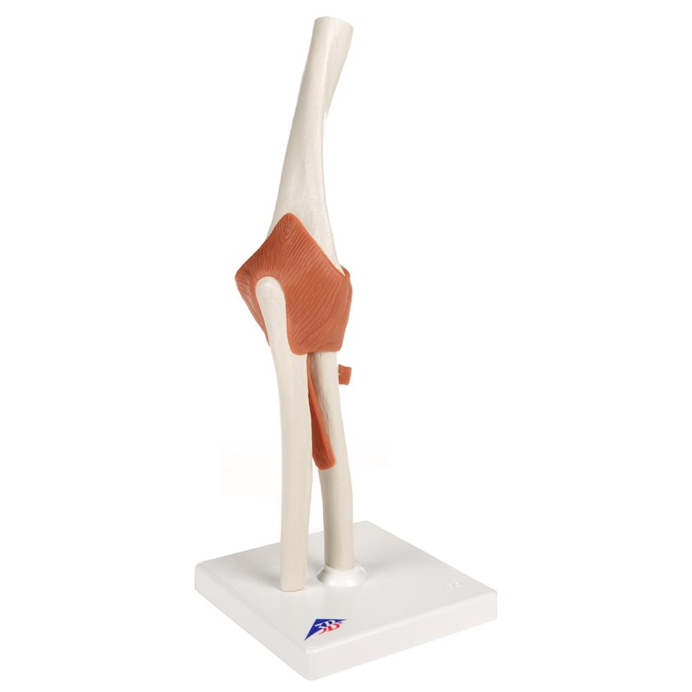 Functional Elbow Joint Model - Anatomical Medical Demonstration Tool for Students & Professionals | Ideal for Classroom, Lab & Physical Therapy Training