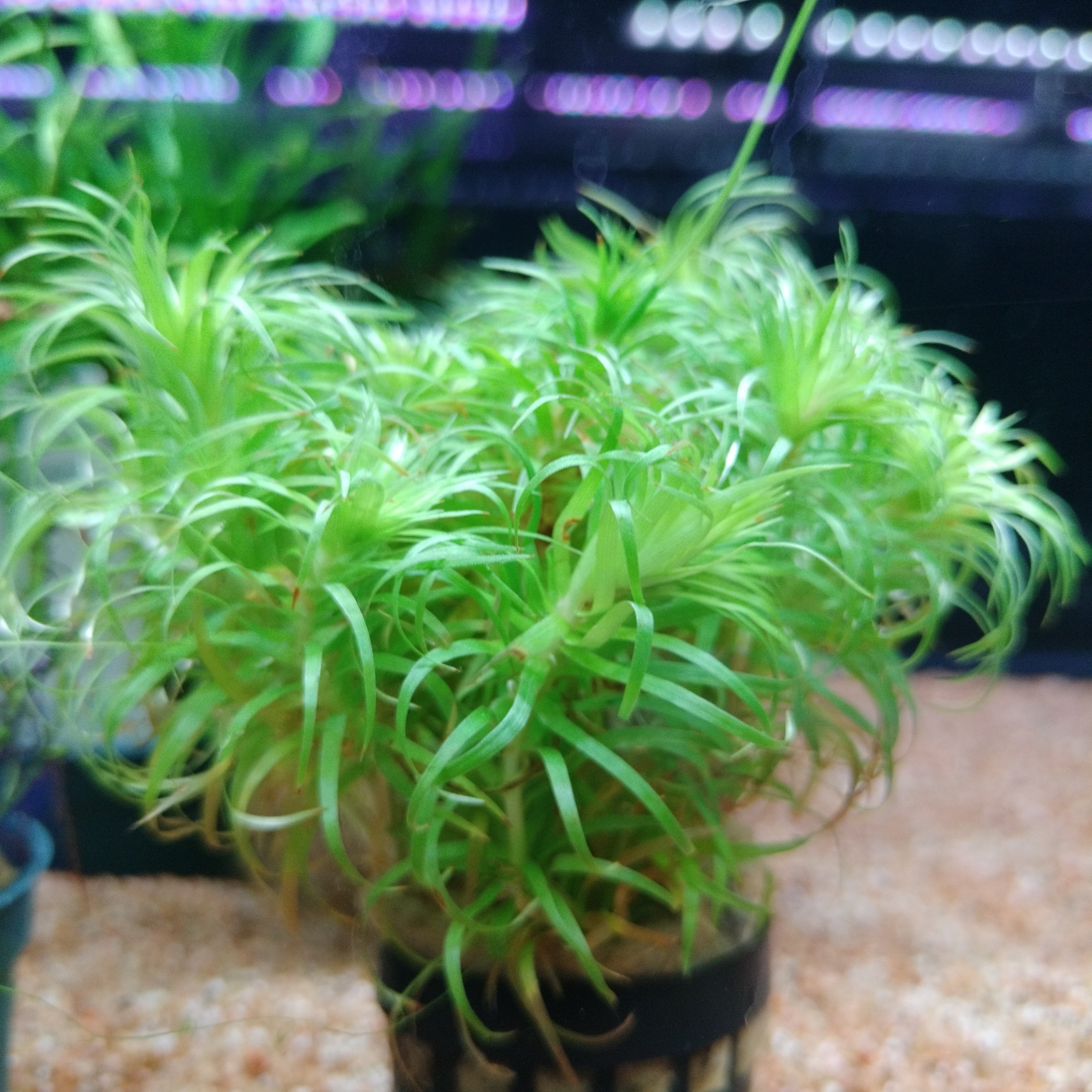 TCulture Tonina Species Aquatic Plant for Aquarium - Live Freshwater Plant for Fish Tank Decoration, Perfect for Aquascaping and Shrimp Tanks