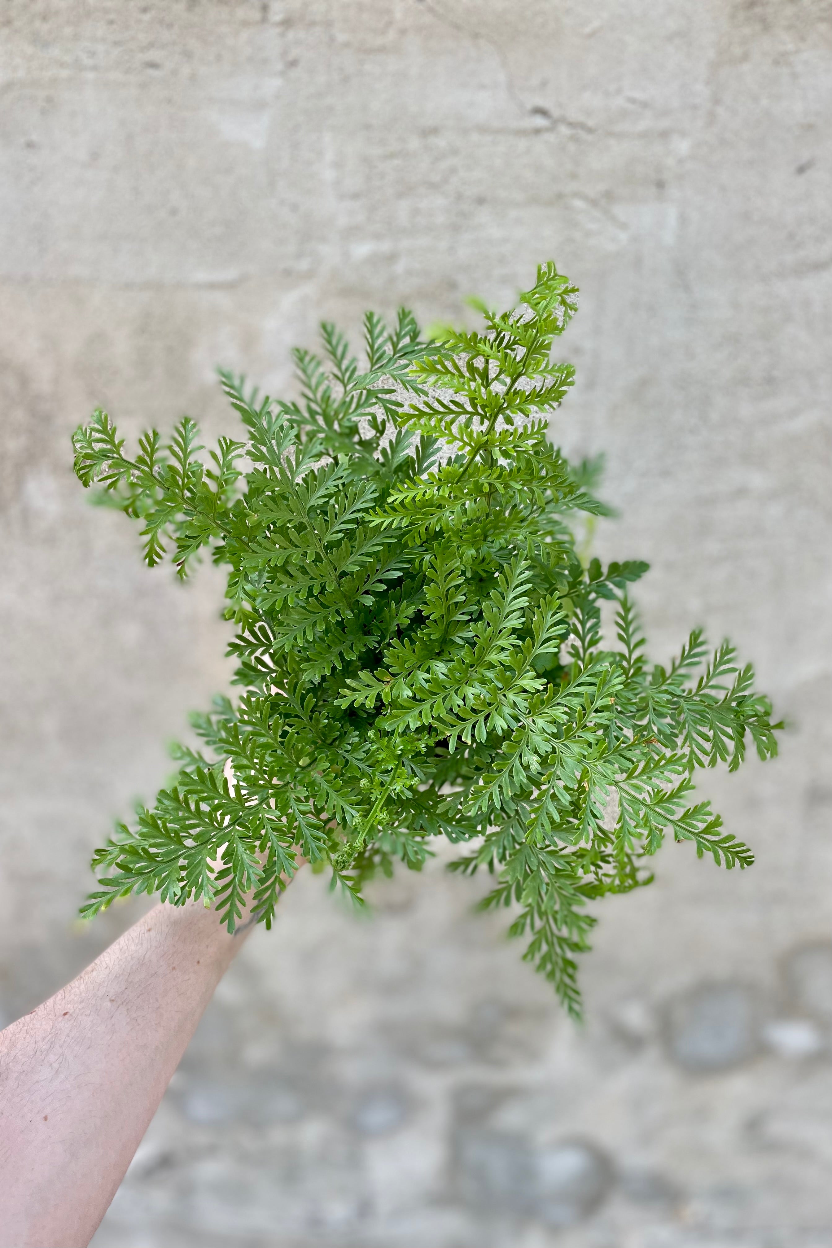 Asplenium 'Austral Gem' Fern - 4