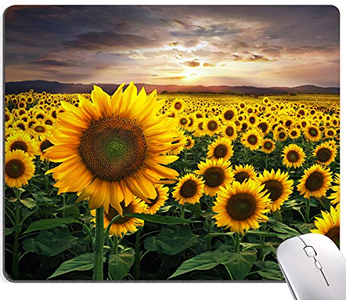 05 Sunflower