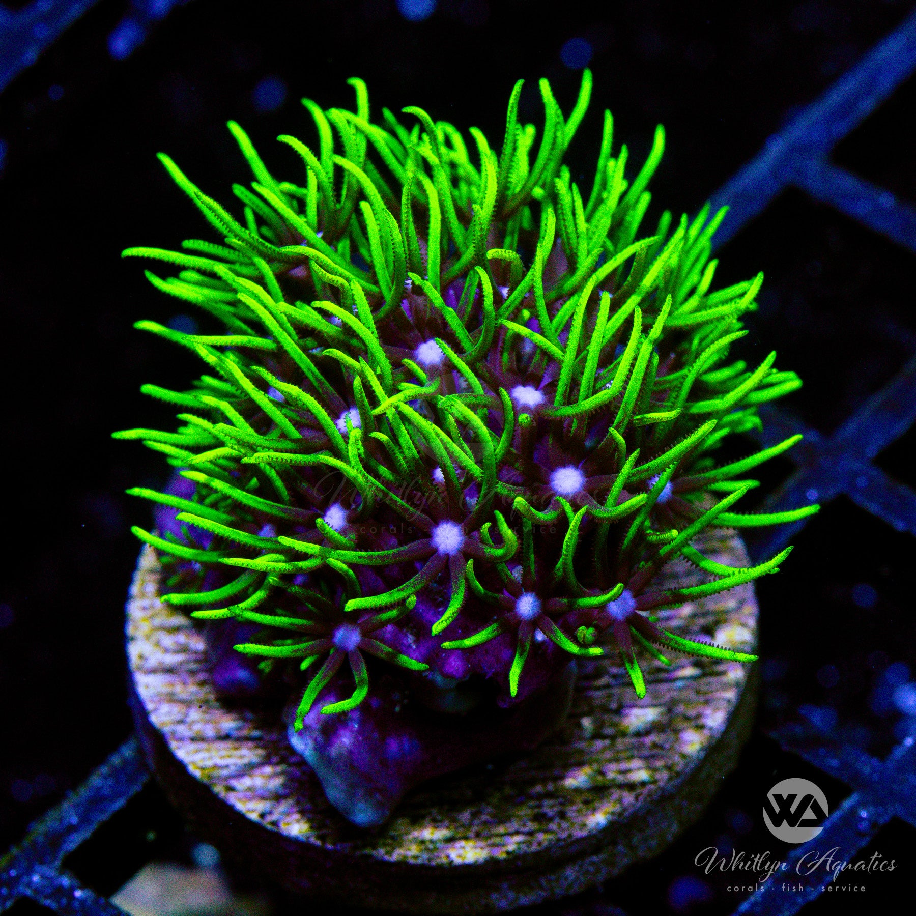 Green Star Polyps Coral for Saltwater Aquariums – Vibrant Live Coral for Reef Tanks & Marine Aquascaping