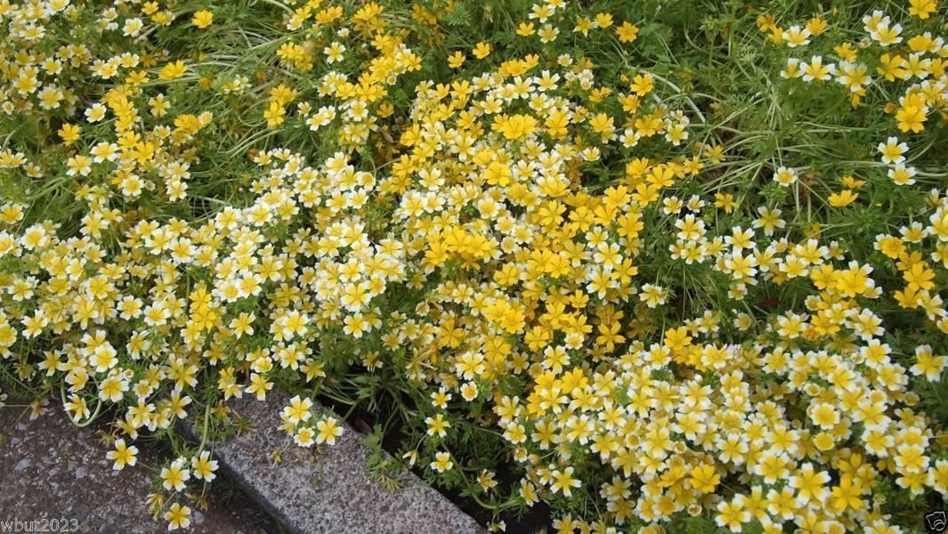 100 Poached Egg Plant Seeds - Limnanthes Douglasii (Douglas' Meadowfoam) | Yellow & White Flower Seeds for Garden, Borders & Pollinator-Friendly Landscaping