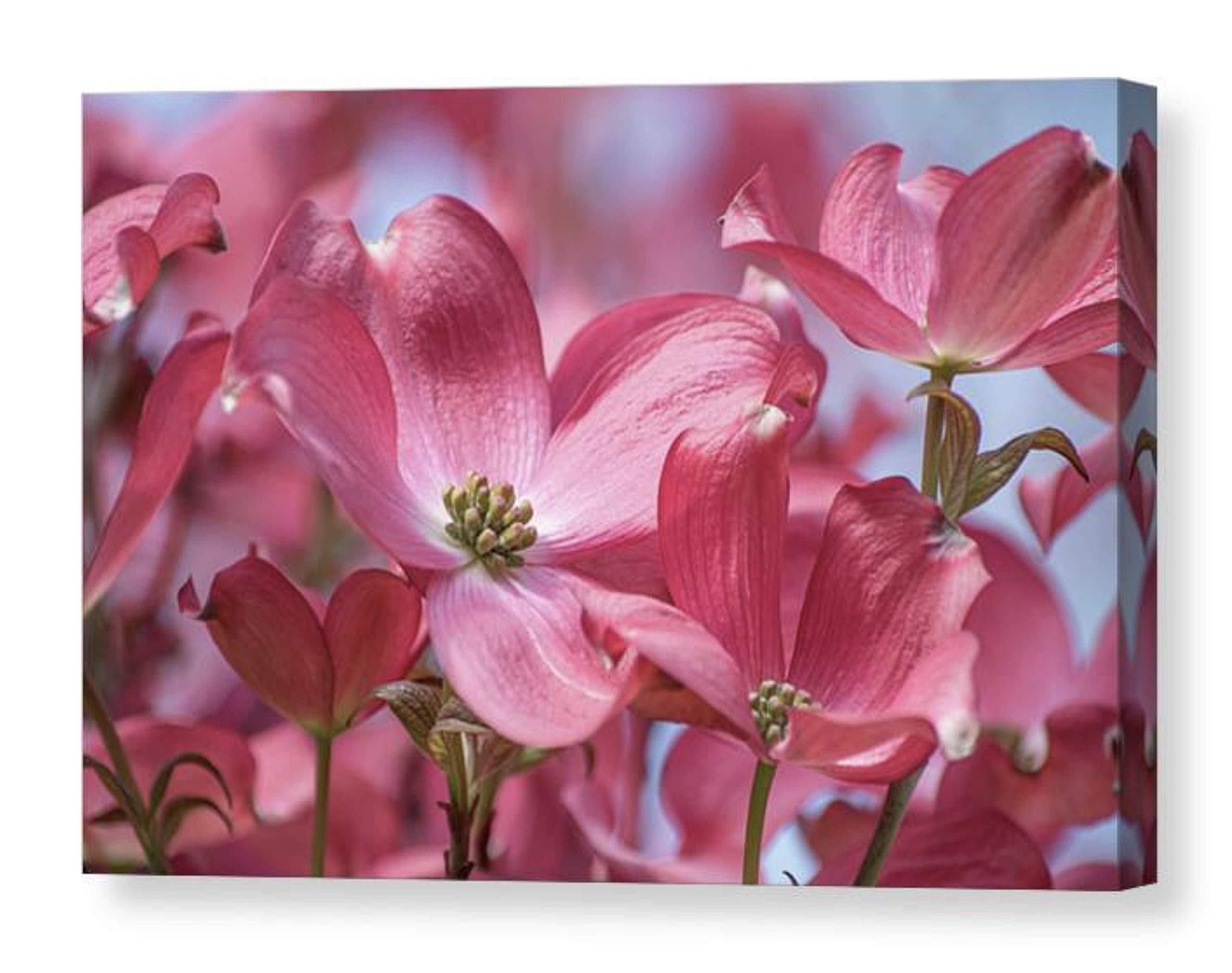 Pink Dogwood Flower Canvas Wall Art - Spring Botanical Photography Print - Ready to Hang Home Decor for Living Room, Bedroom & Office - Pacific Northwest Garden Picture - Floral Photo on Canvas