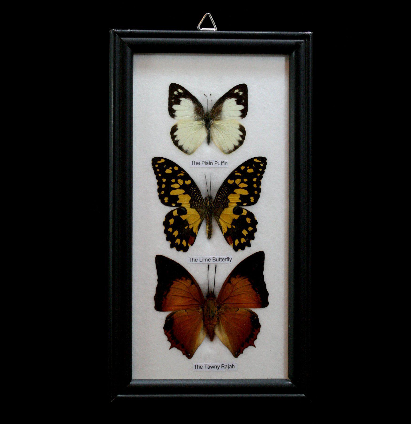 3 Framed Butterfly Specimens - Real Mounted Butterflies in Display Case for Home Decor, Classroom, or Gift